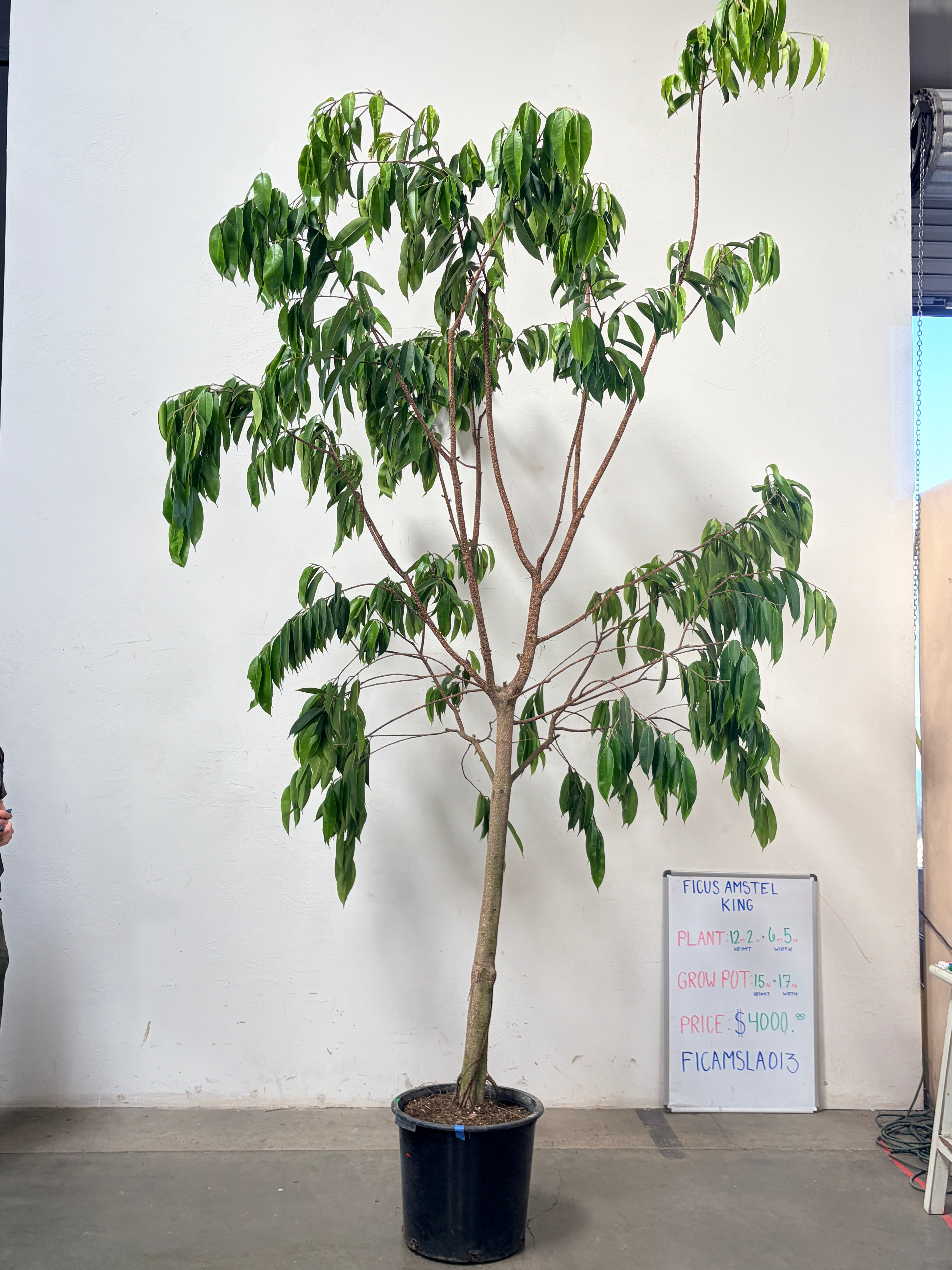 Ficus Amstel FICAMSLA013
