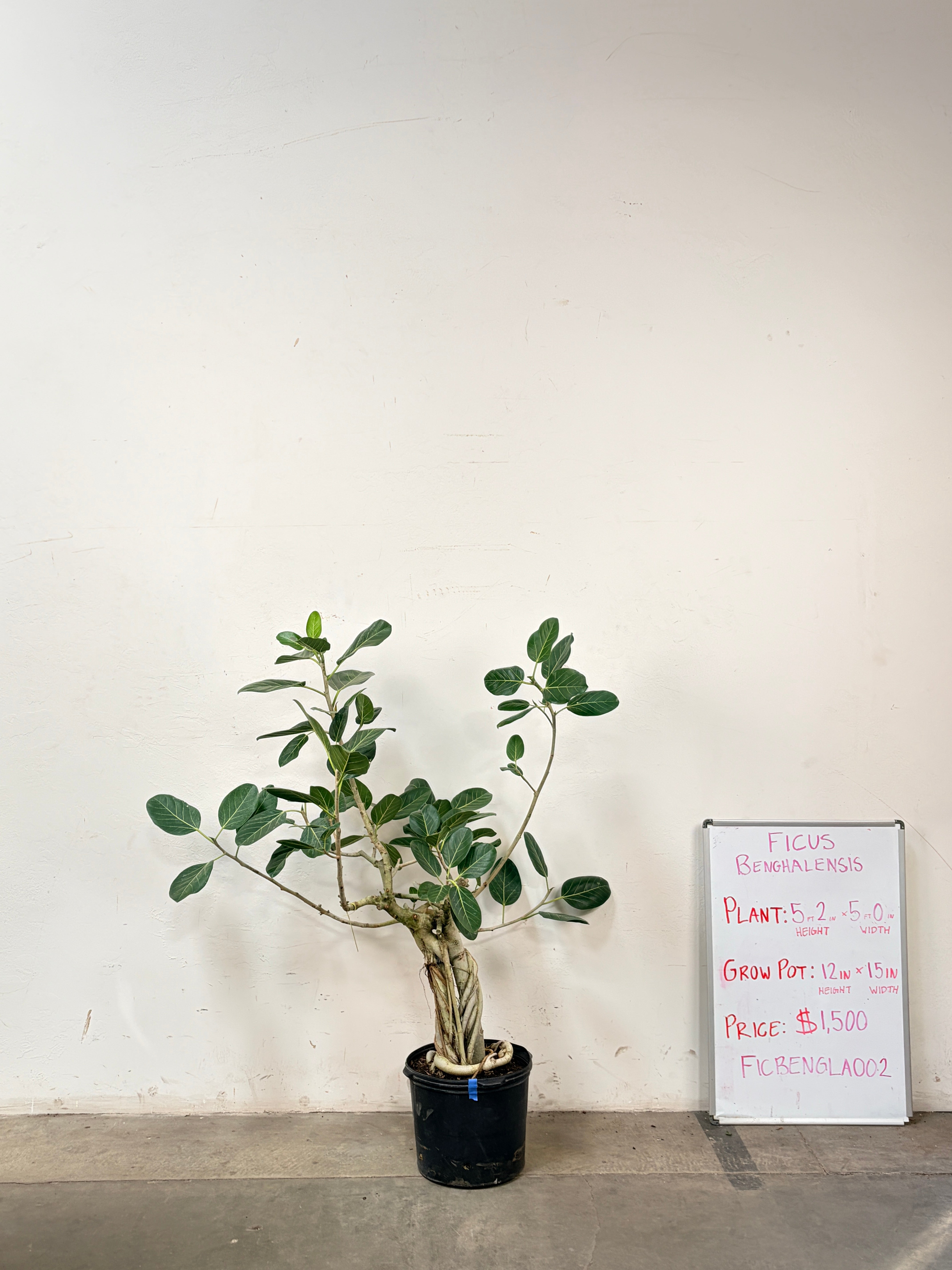 Ficus Benghalensis FICBENGLA002