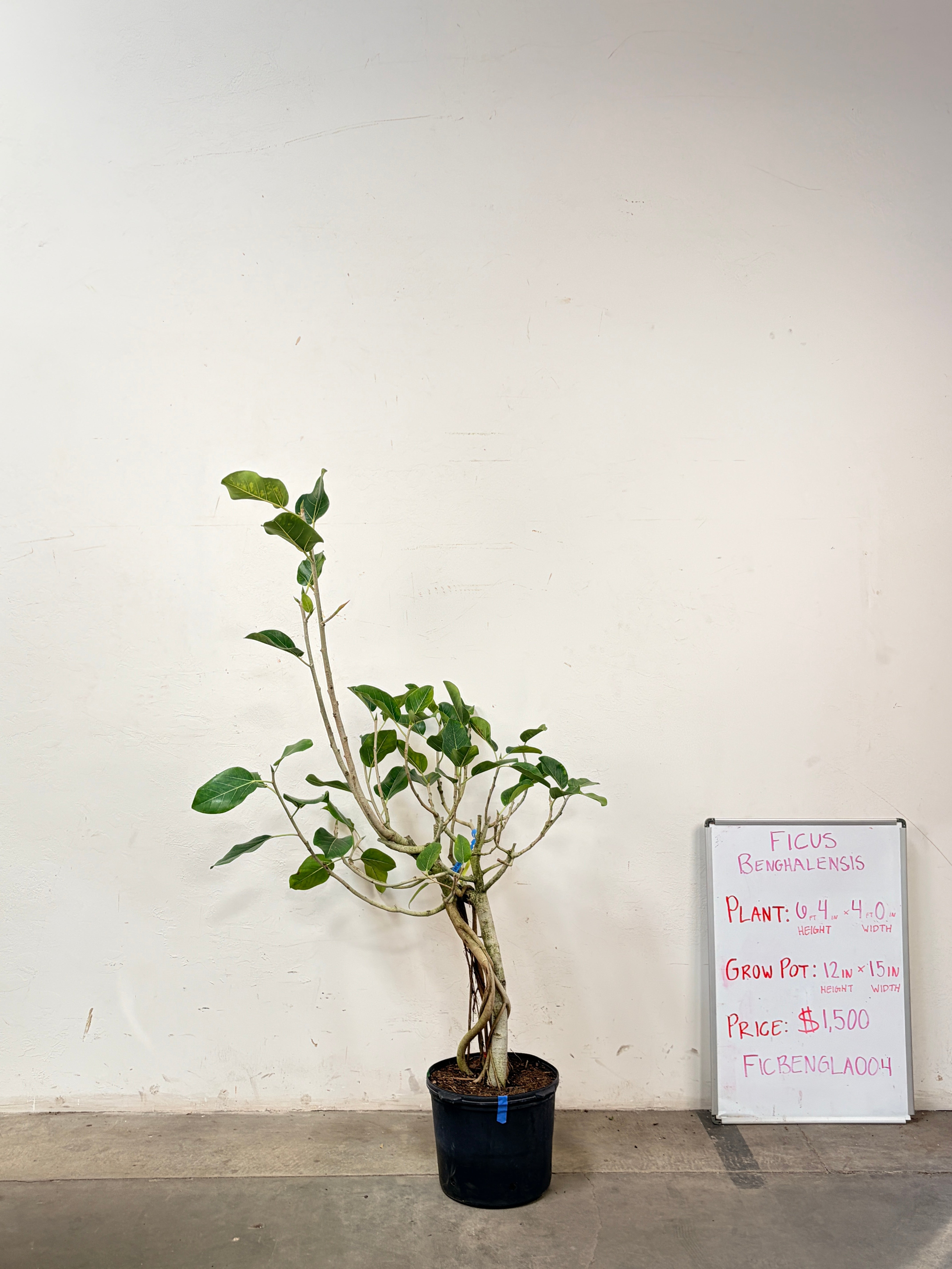 Ficus Benghalensis FICBENGLA004