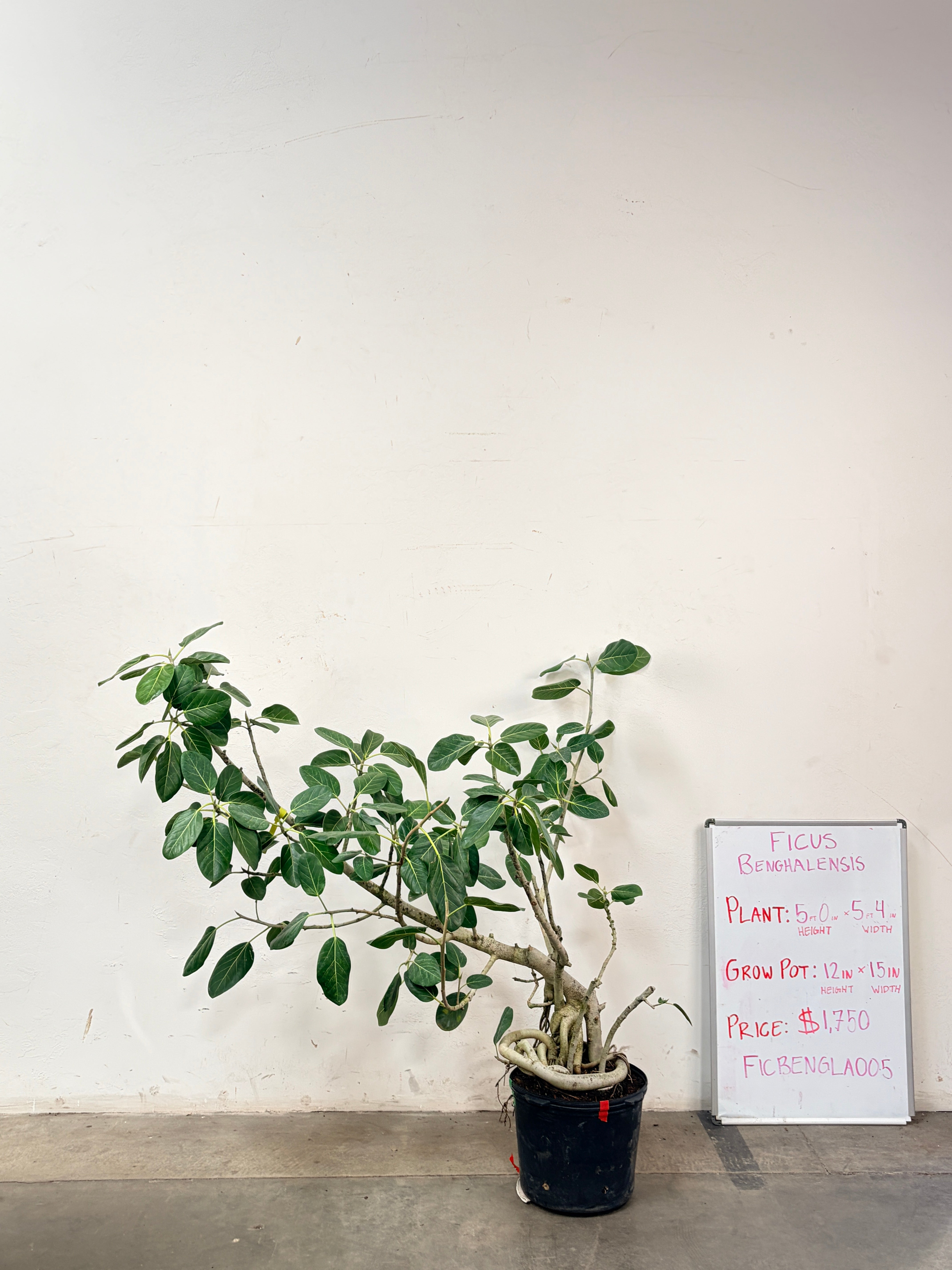 Ficus Benghalensis FICBENGLA005