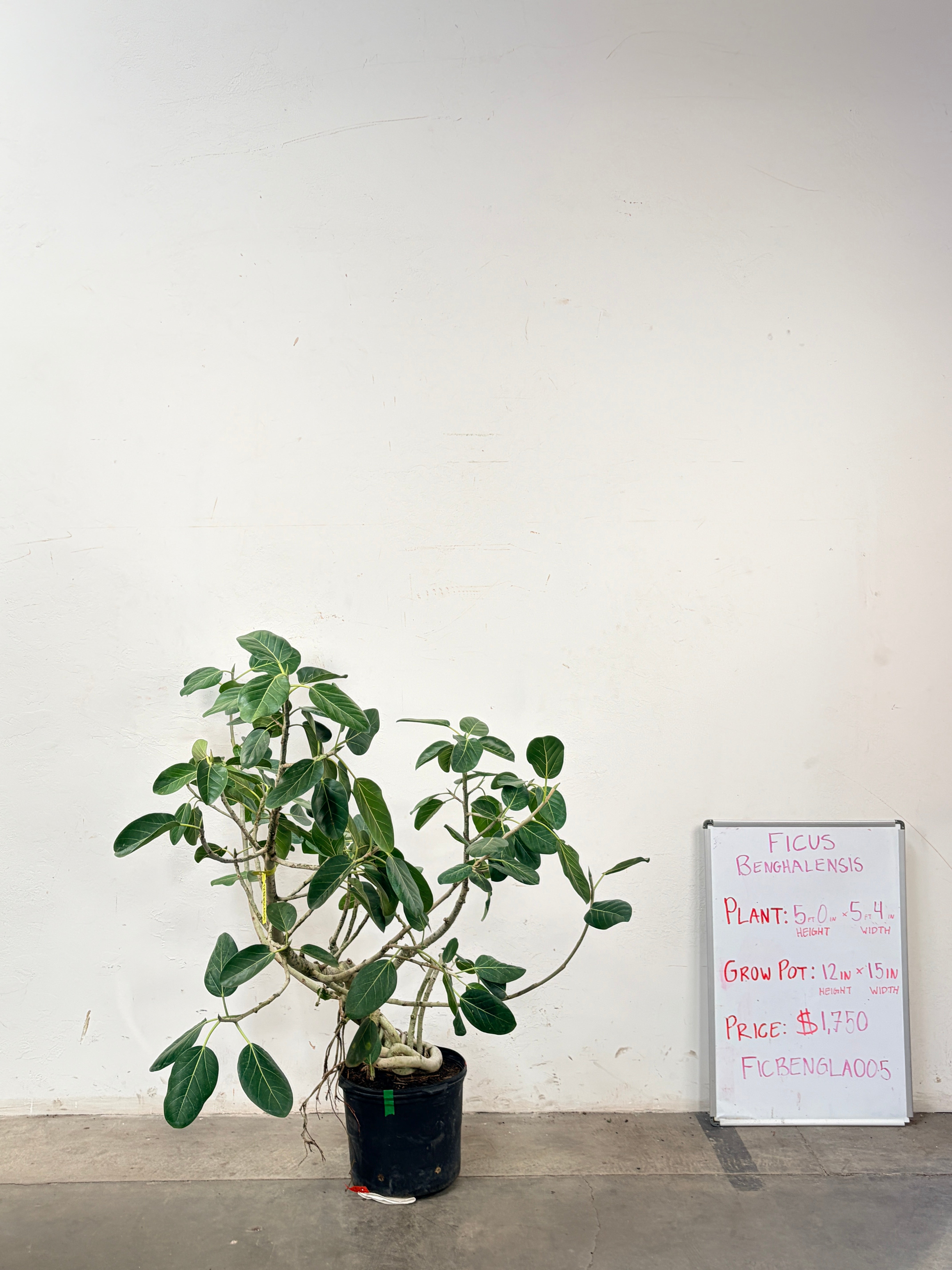 Ficus Benghalensis FICBENGLA005