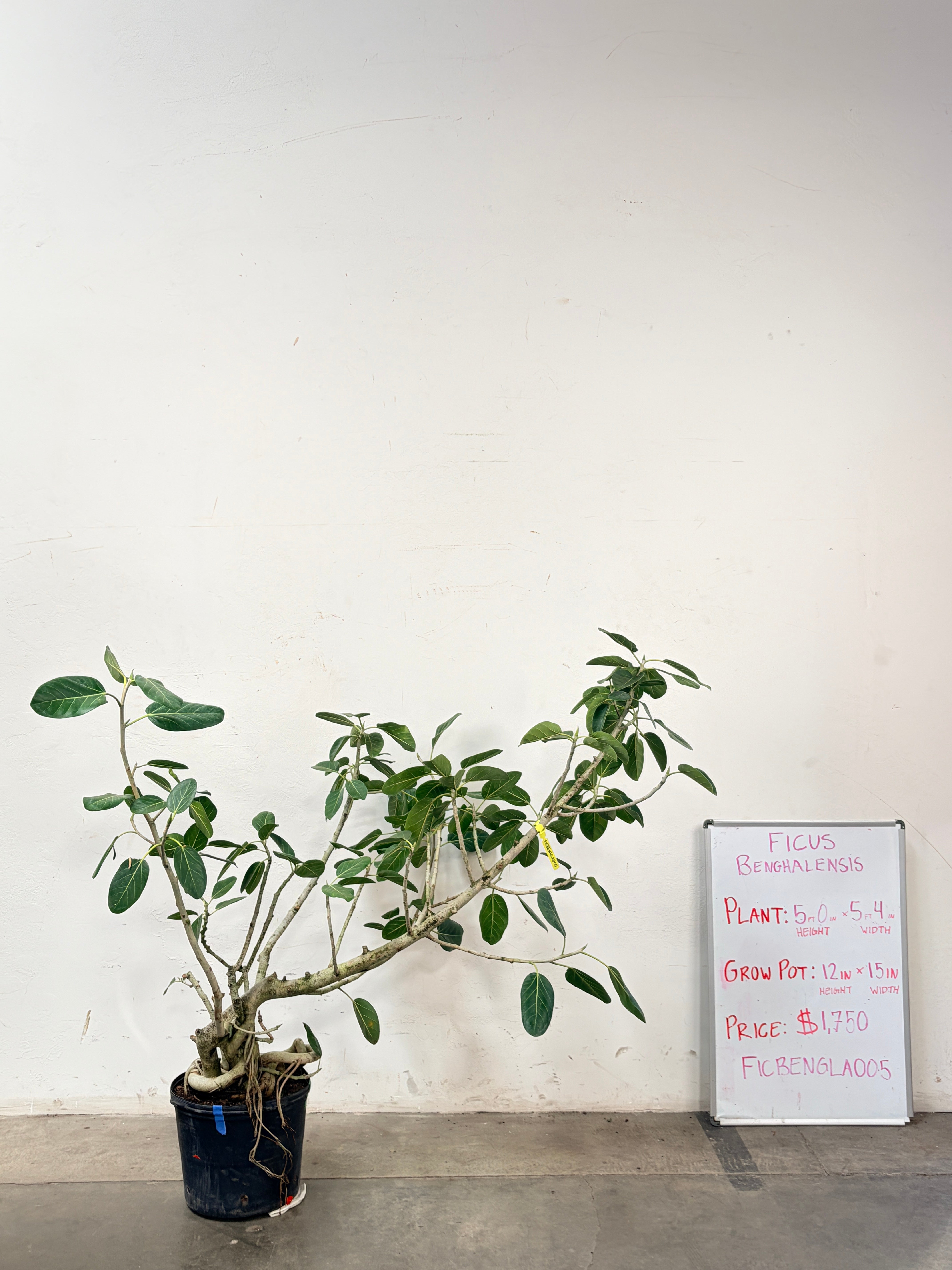 Ficus Benghalensis FICBENGLA005