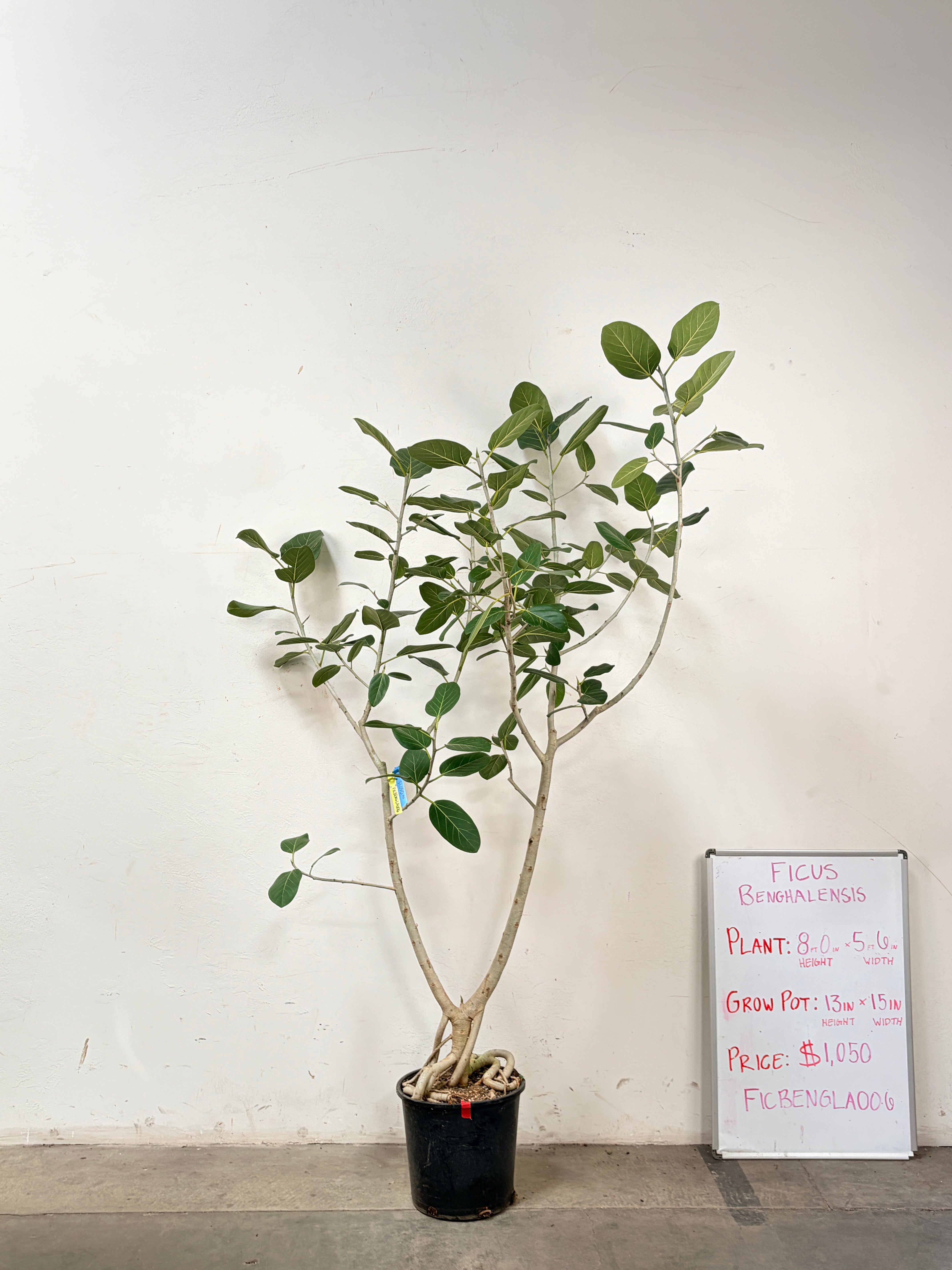 Ficus Benghalensis FICBENGLA006