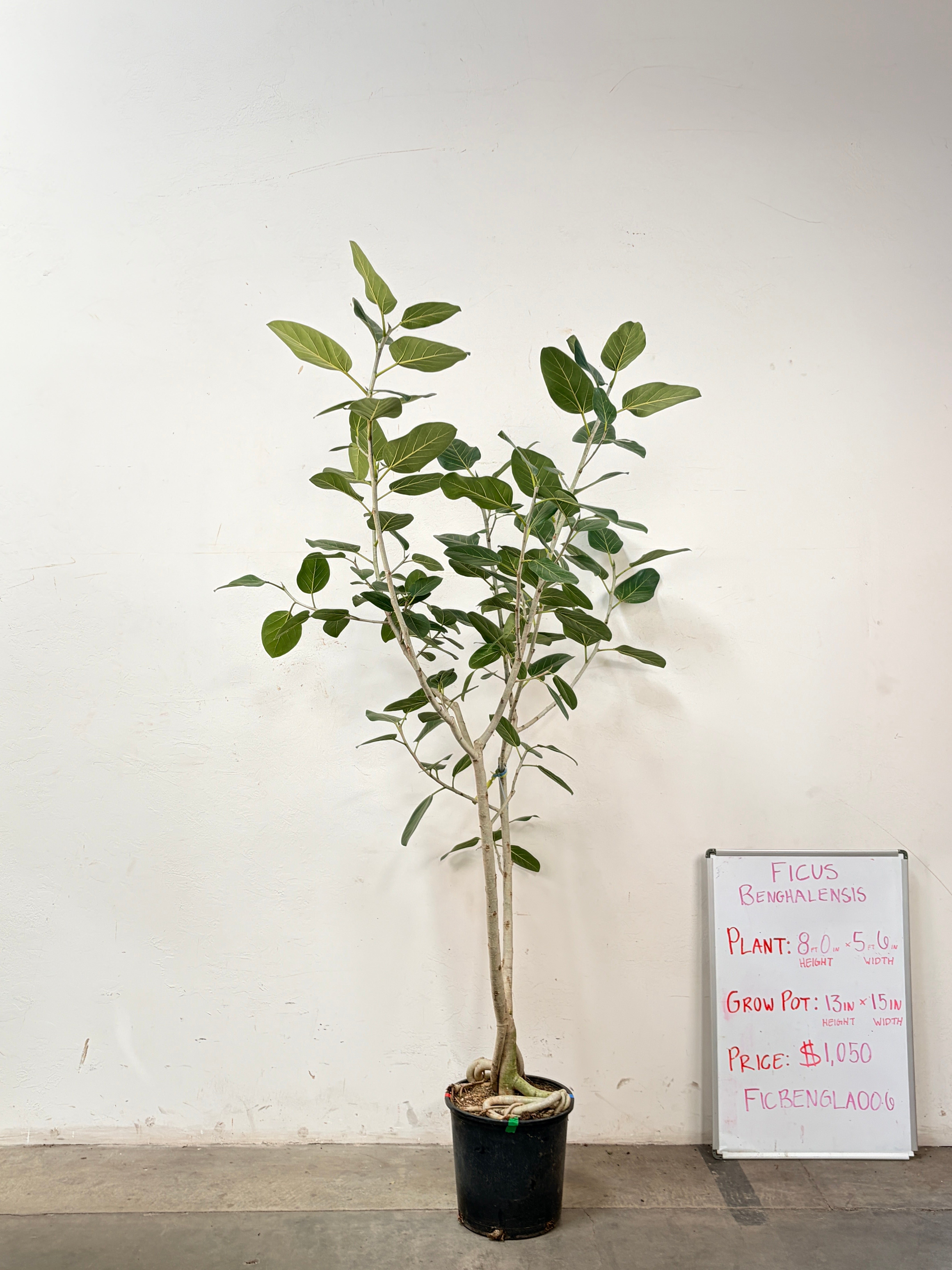 Ficus Benghalensis FICBENGLA006