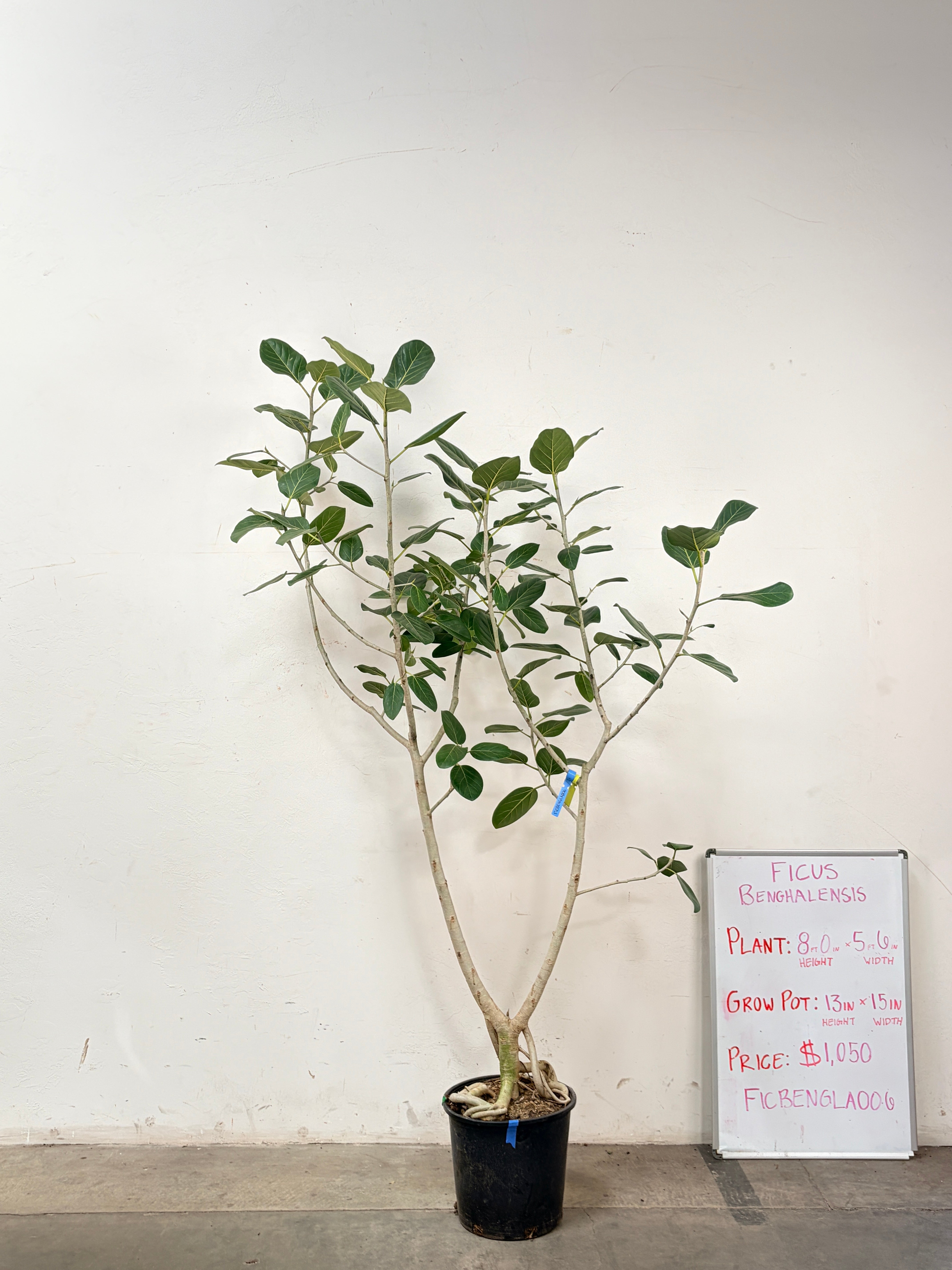 Ficus Benghalensis FICBENGLA006