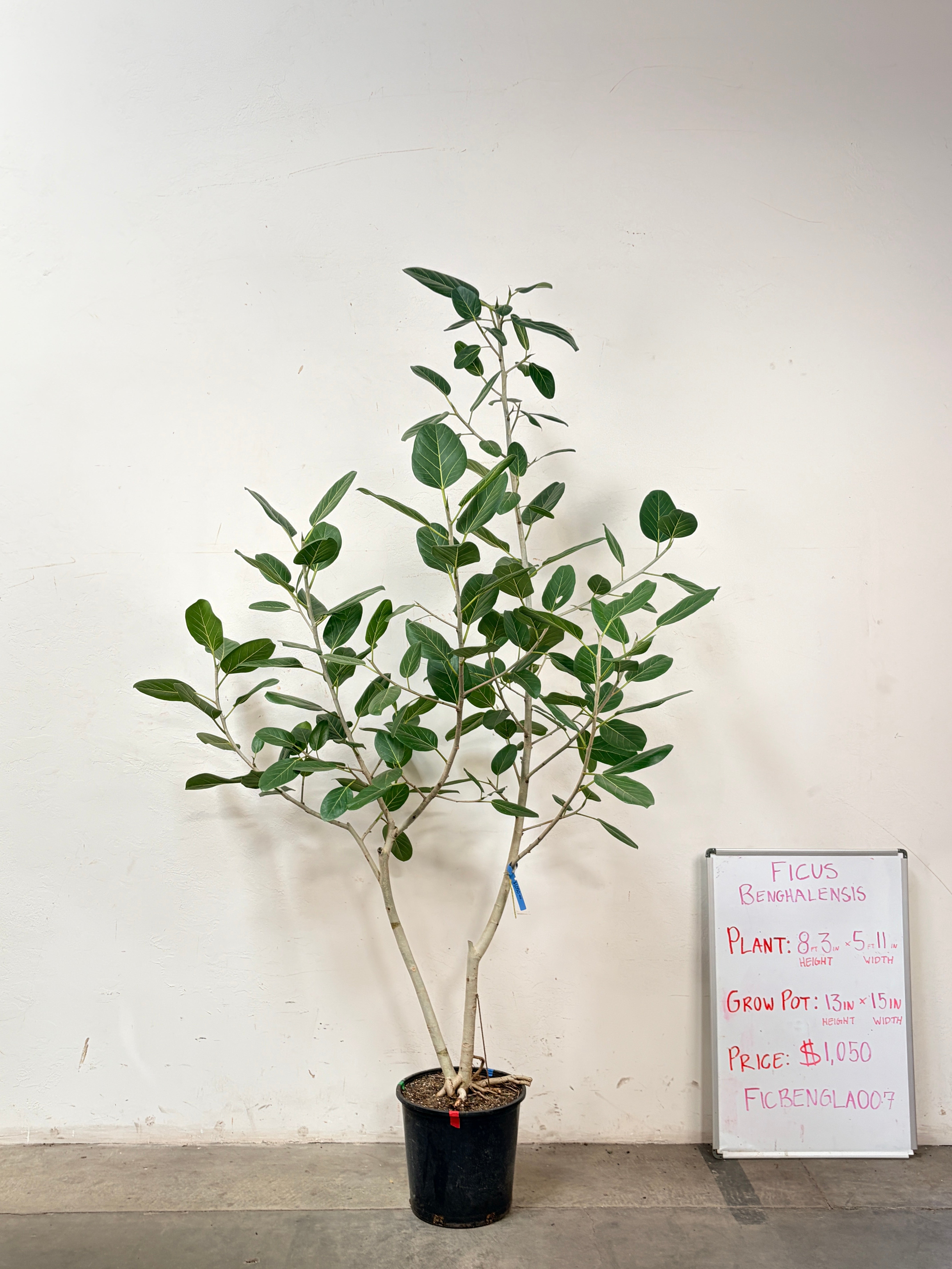 Ficus Benghalensis FICBENGLA007