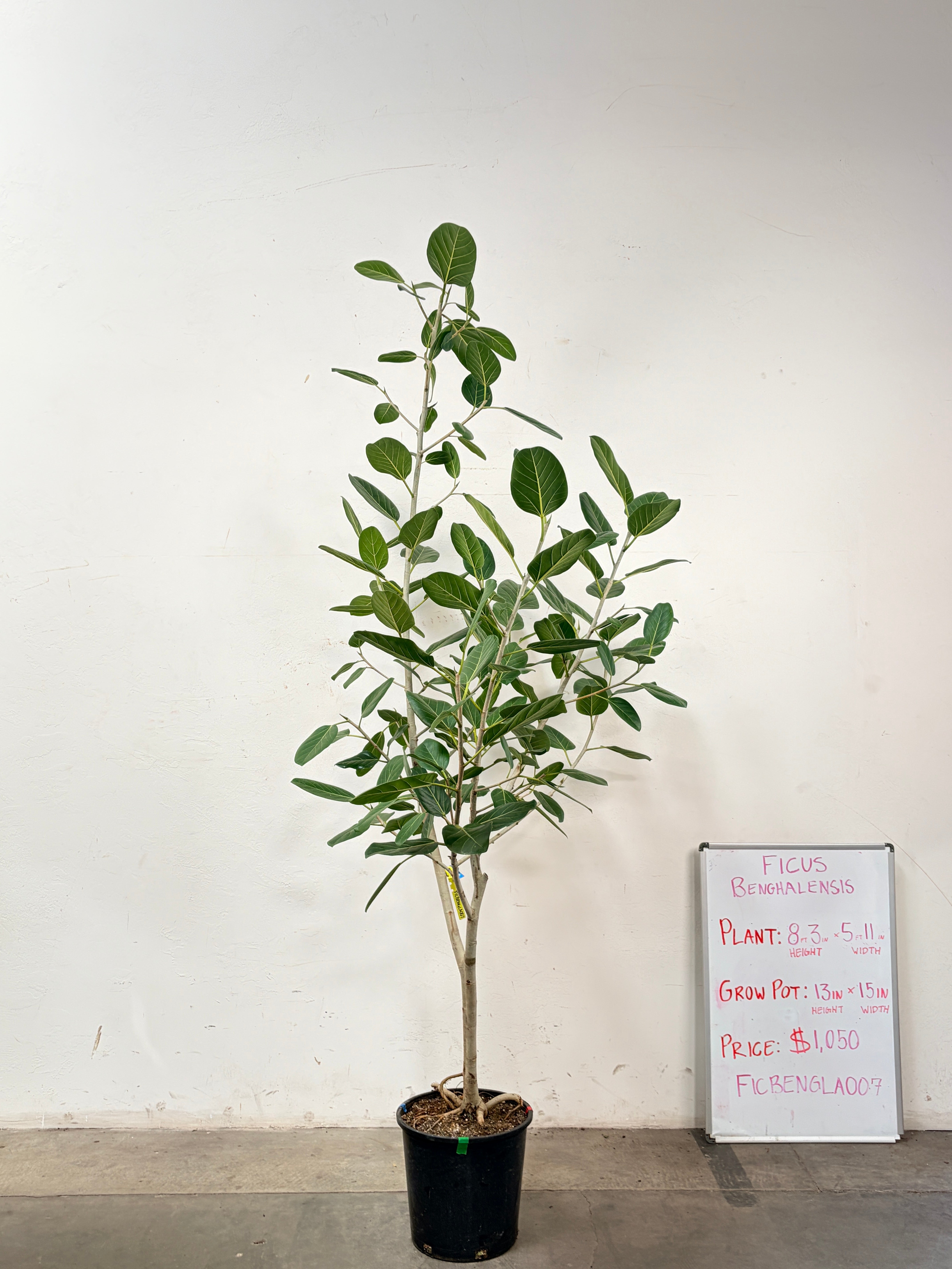 Ficus Benghalensis FICBENGLA007