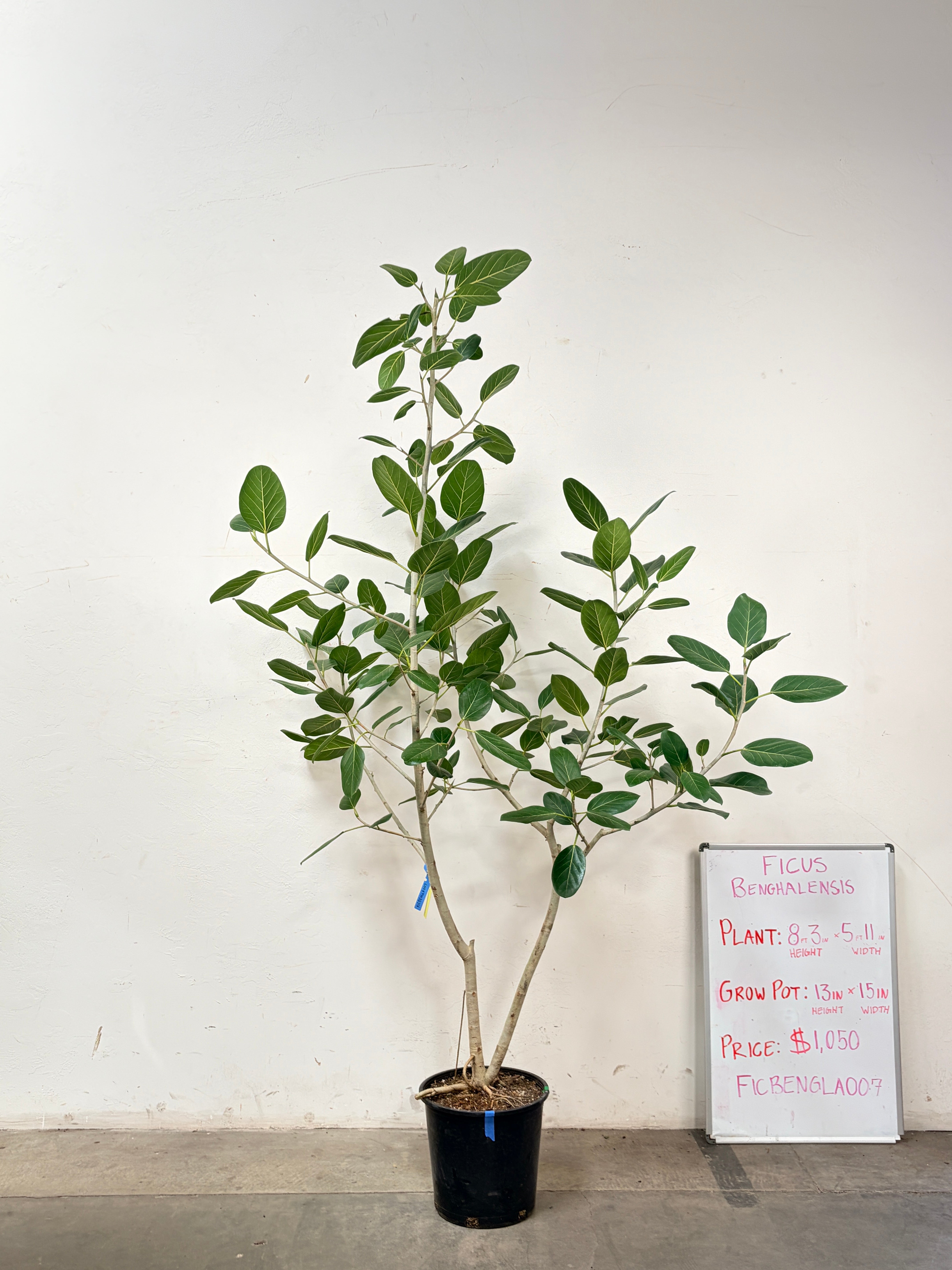 Ficus Benghalensis FICBENGLA007