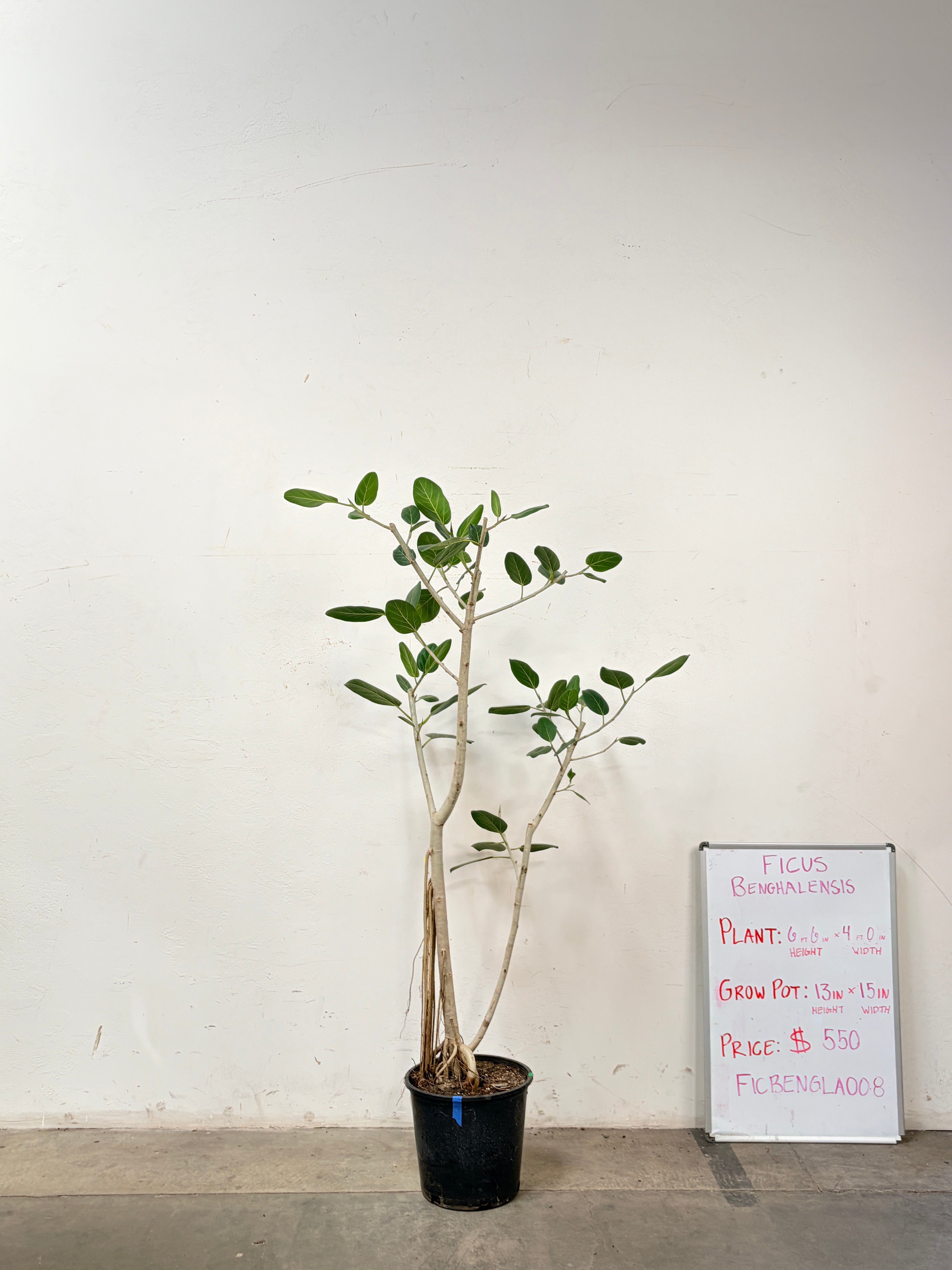 Ficus Benghalensis FICBENGLA008