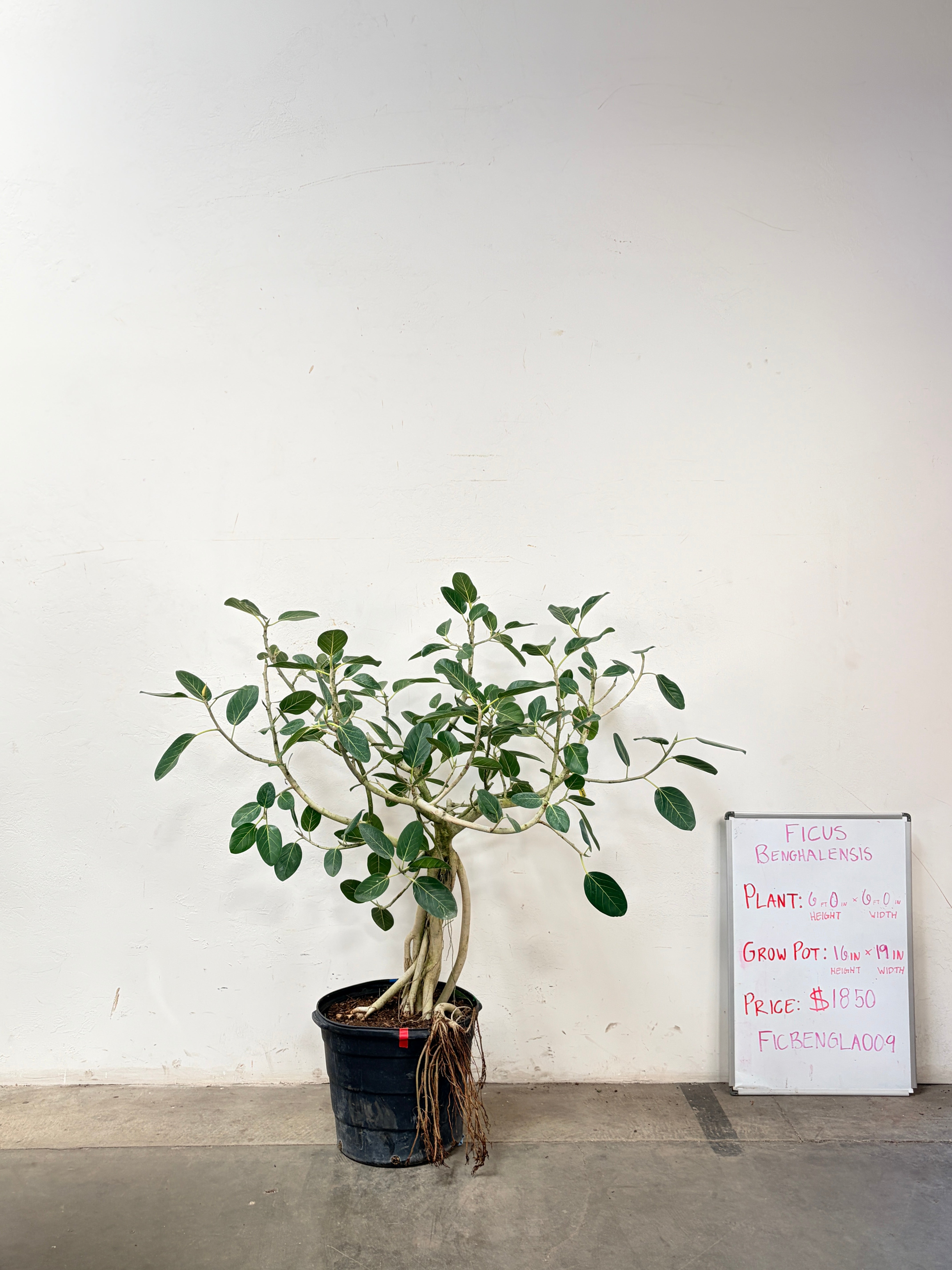 Ficus Benghalensis FICBENGLA009