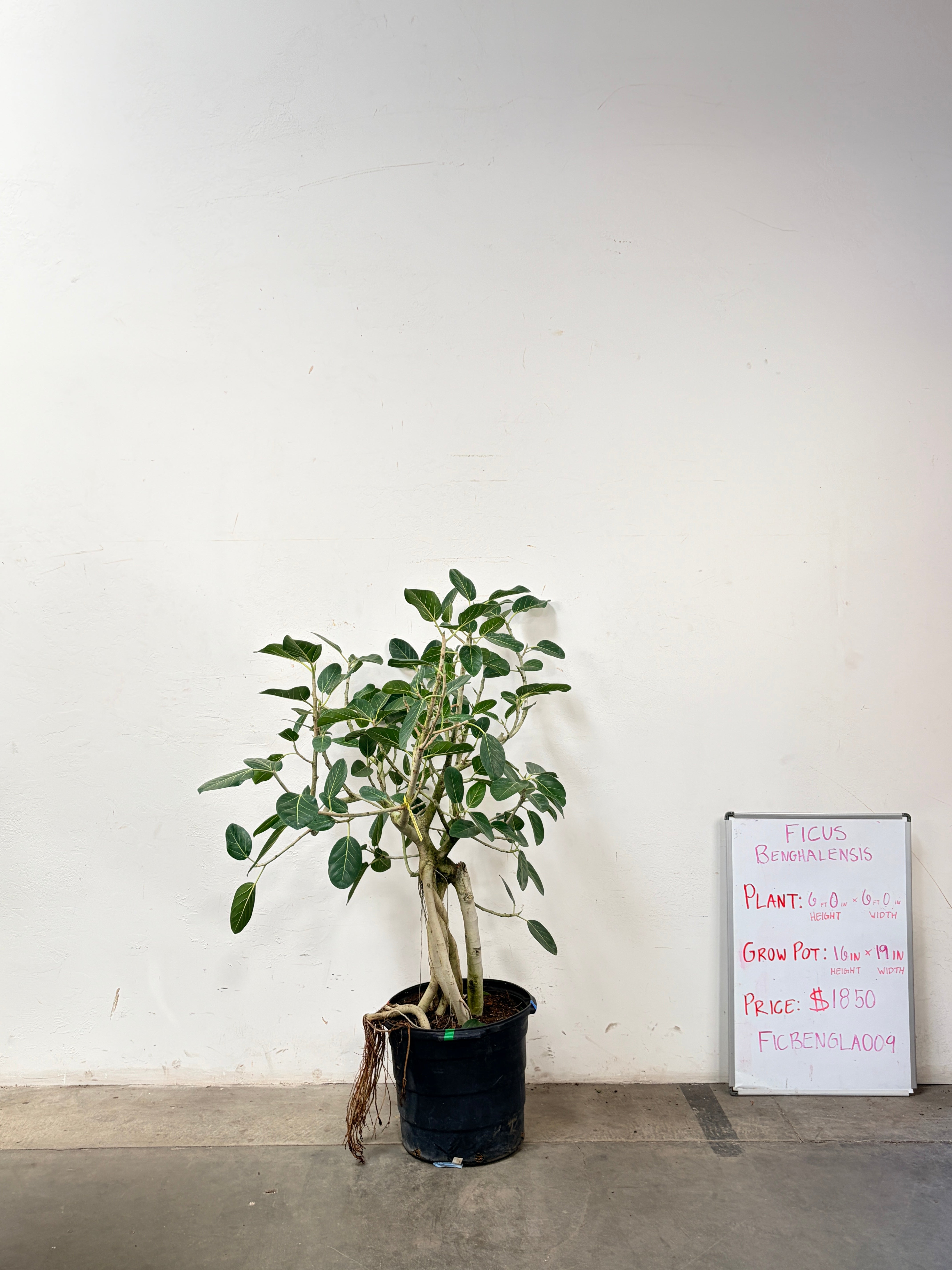 Ficus Benghalensis FICBENGLA009
