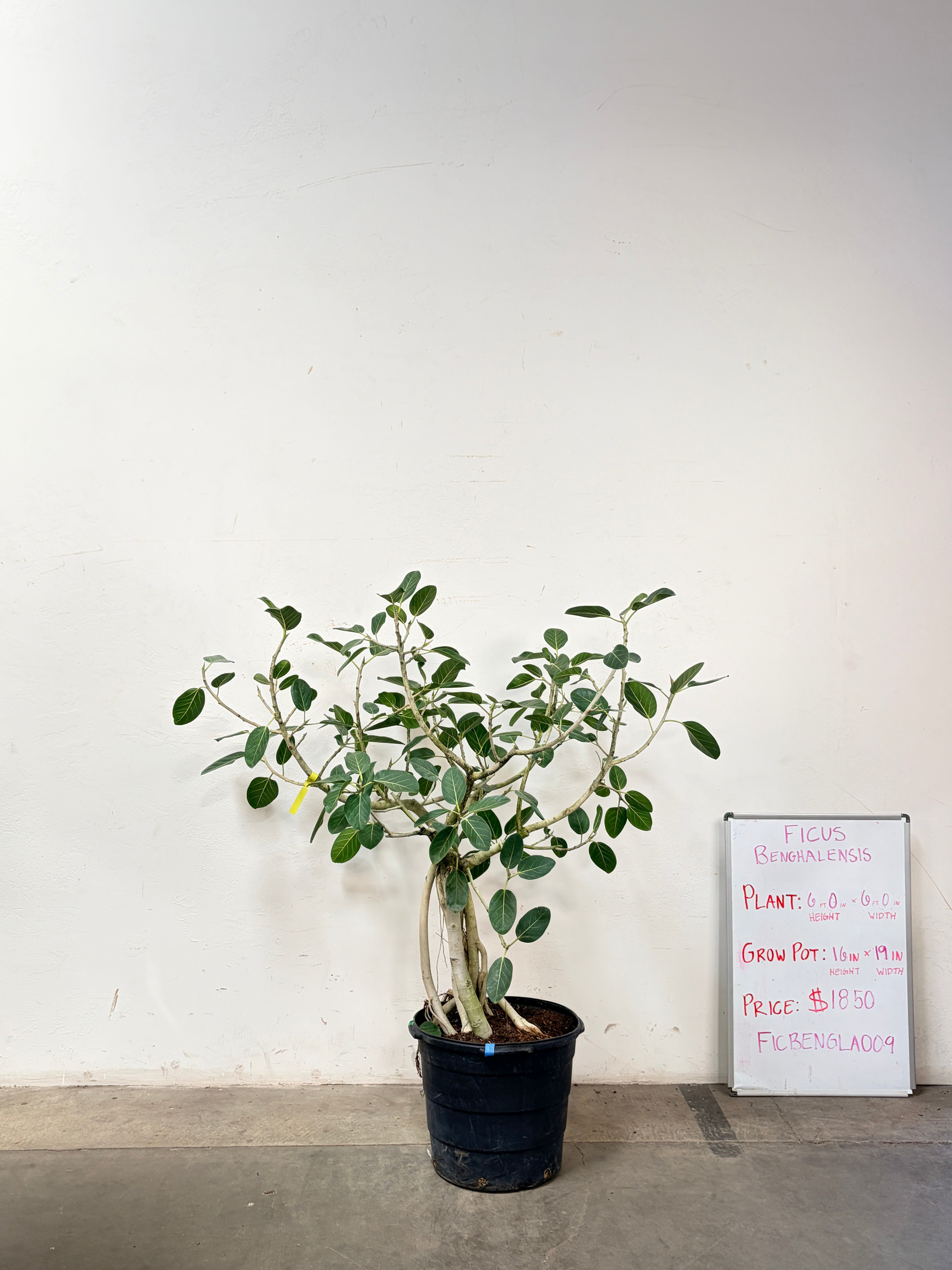 Ficus Benghalensis FICBENGLA009