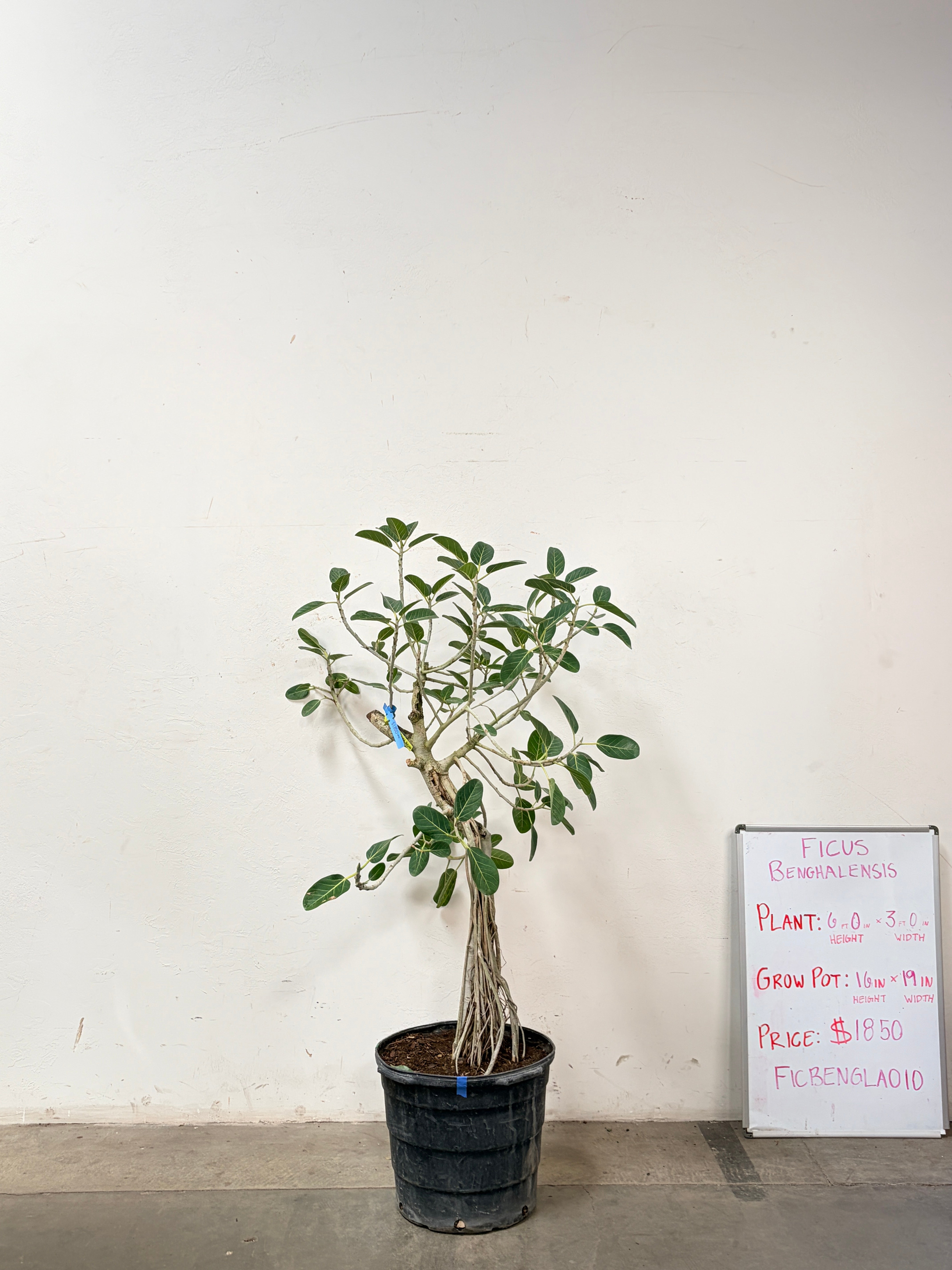 Ficus Benghalensis FICBENGLA010
