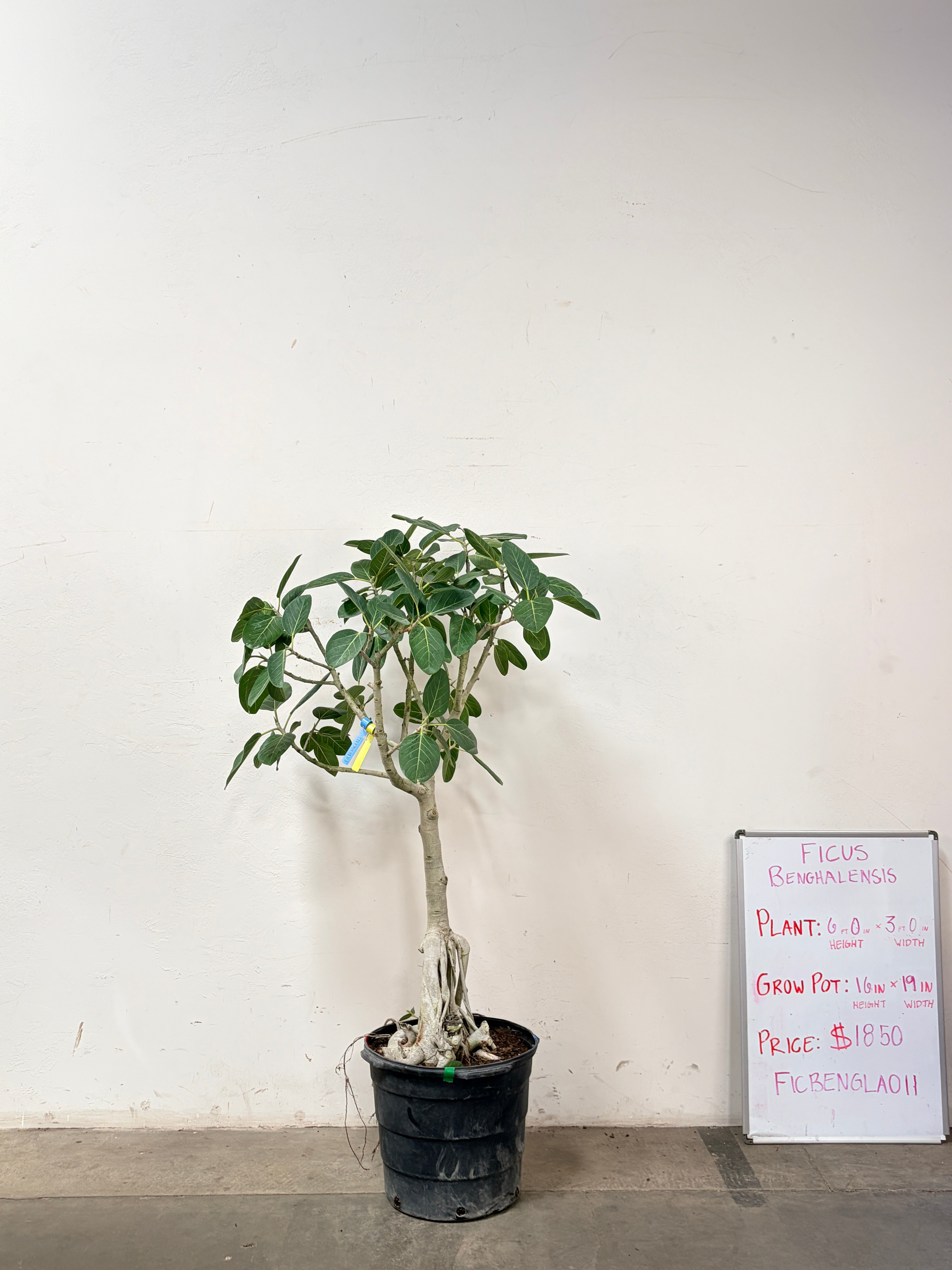 Ficus Benghalensis FICBENGLA011