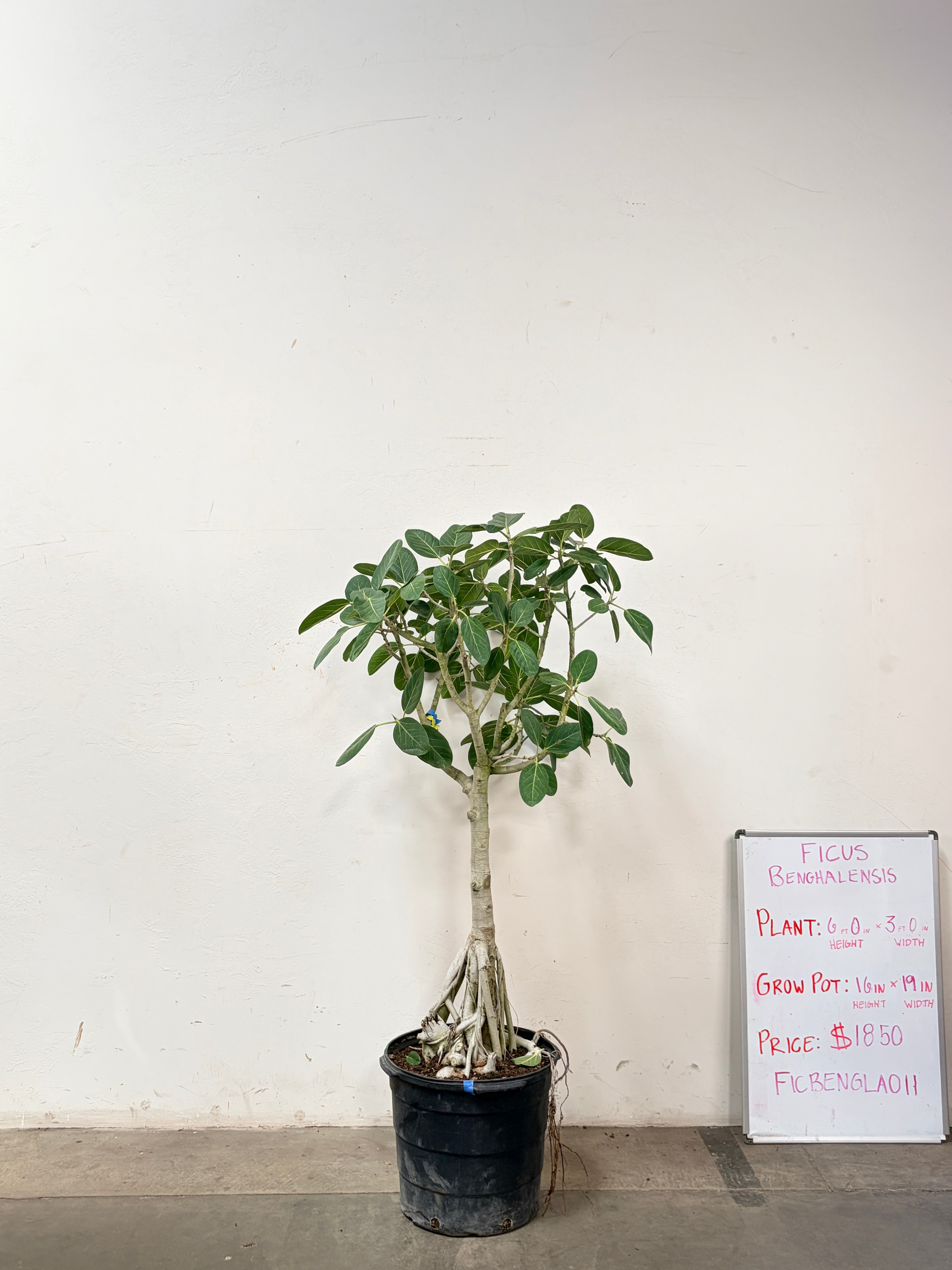 Ficus Benghalensis FICBENGLA011