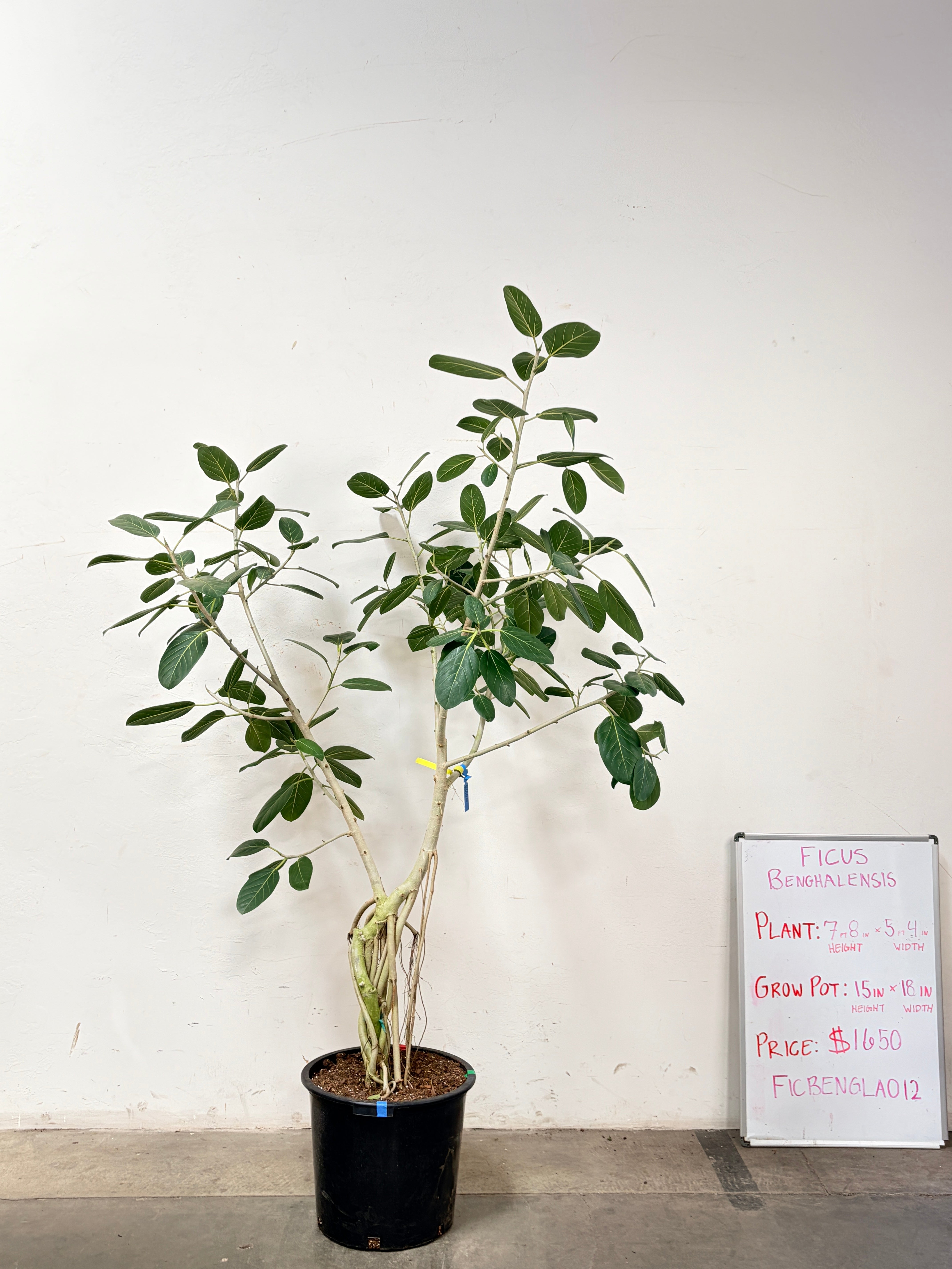Ficus Benghalensis FICBENGLA012