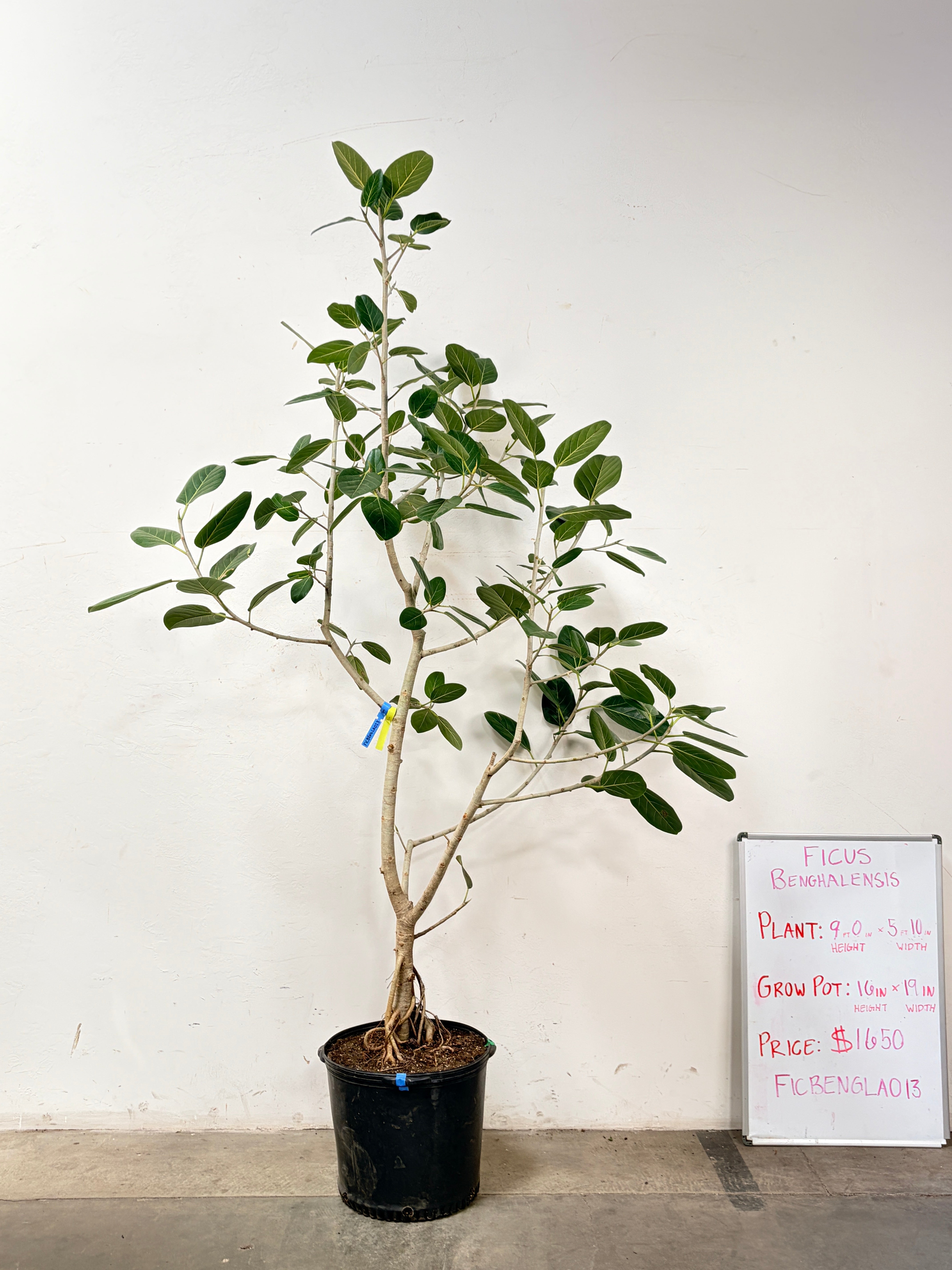 Ficus Benghalensis FICBENGLA013