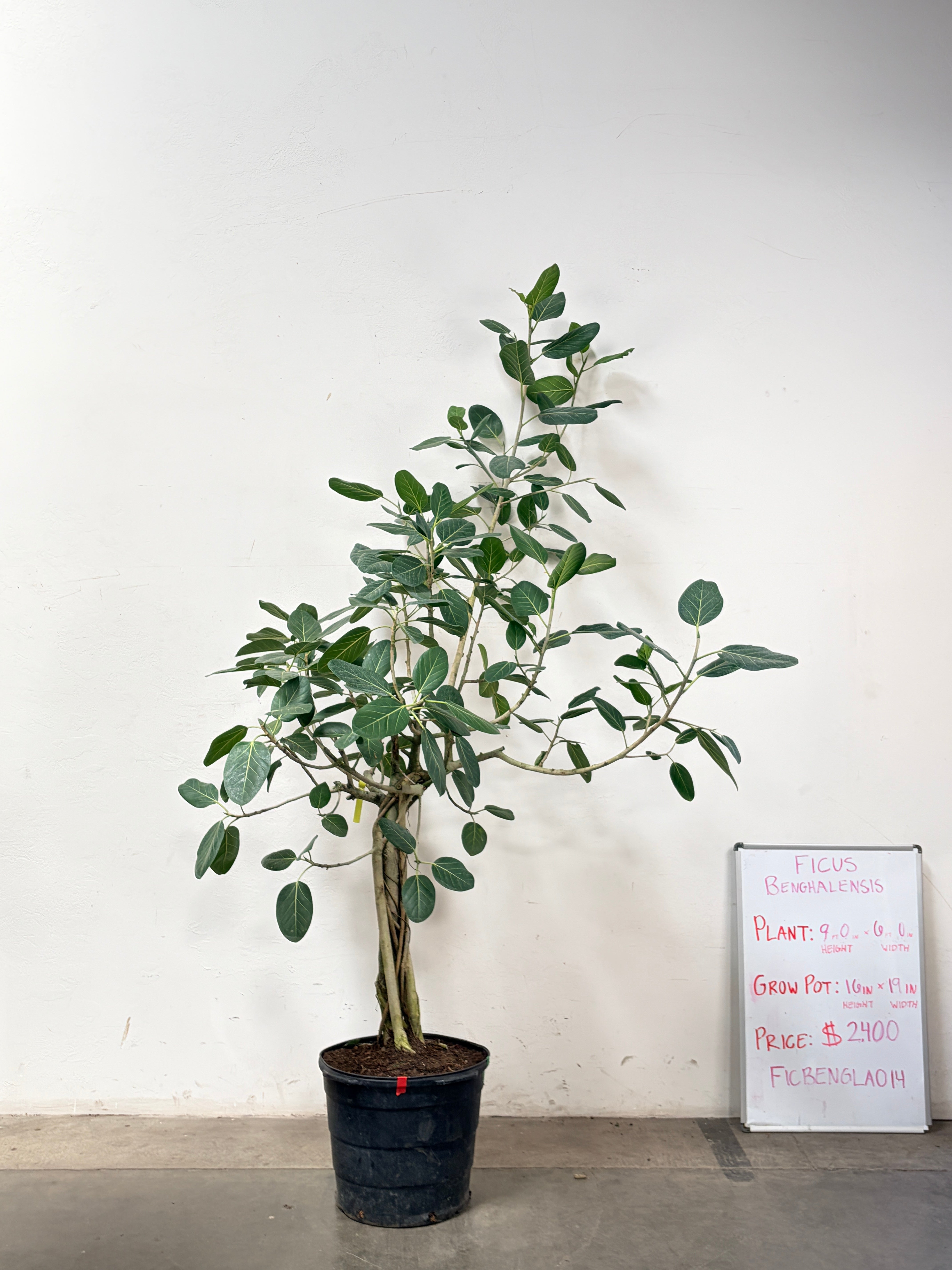 Ficus Benghalensis FICBENGLA014