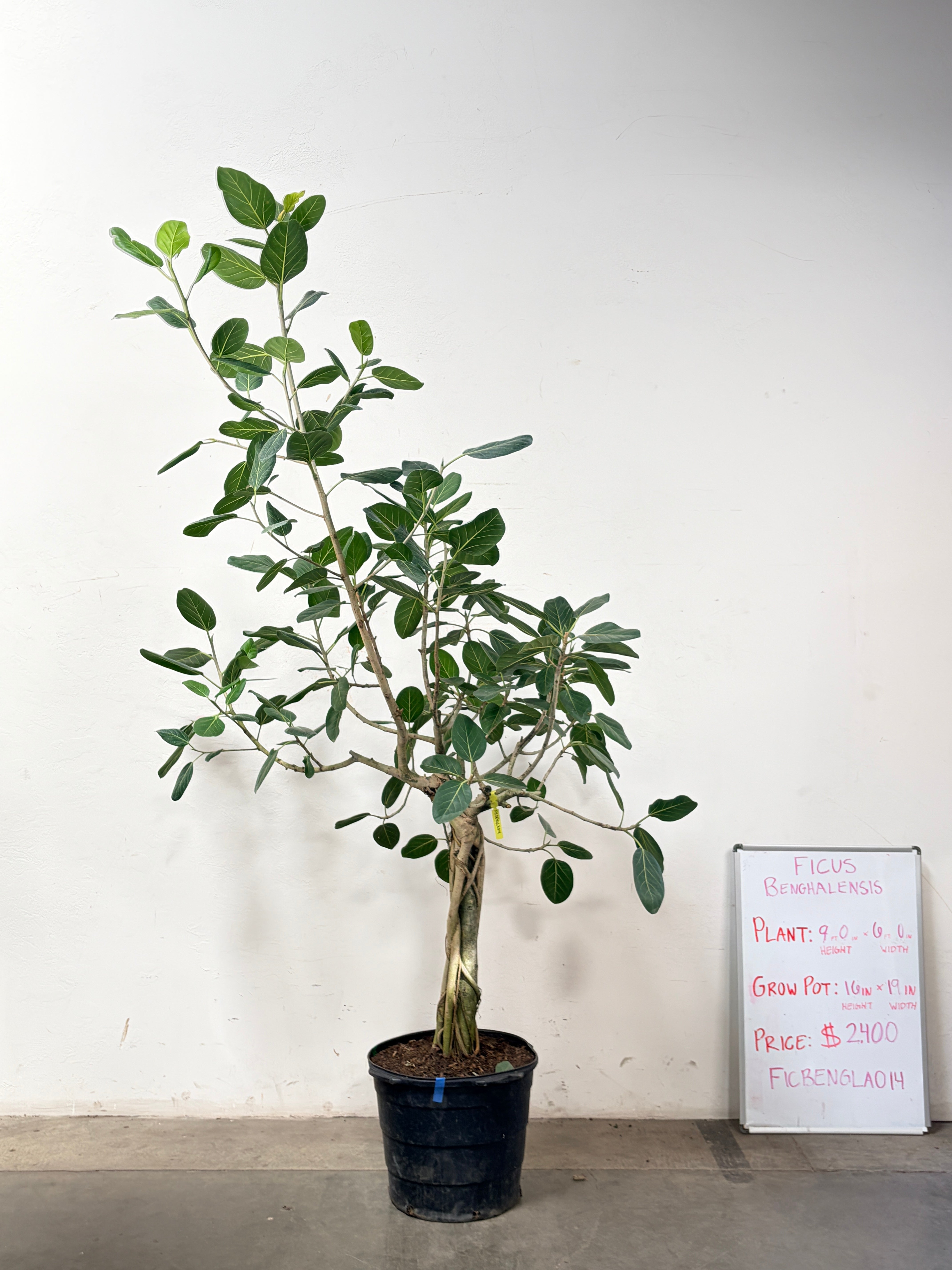 Ficus Benghalensis FICBENGLA014