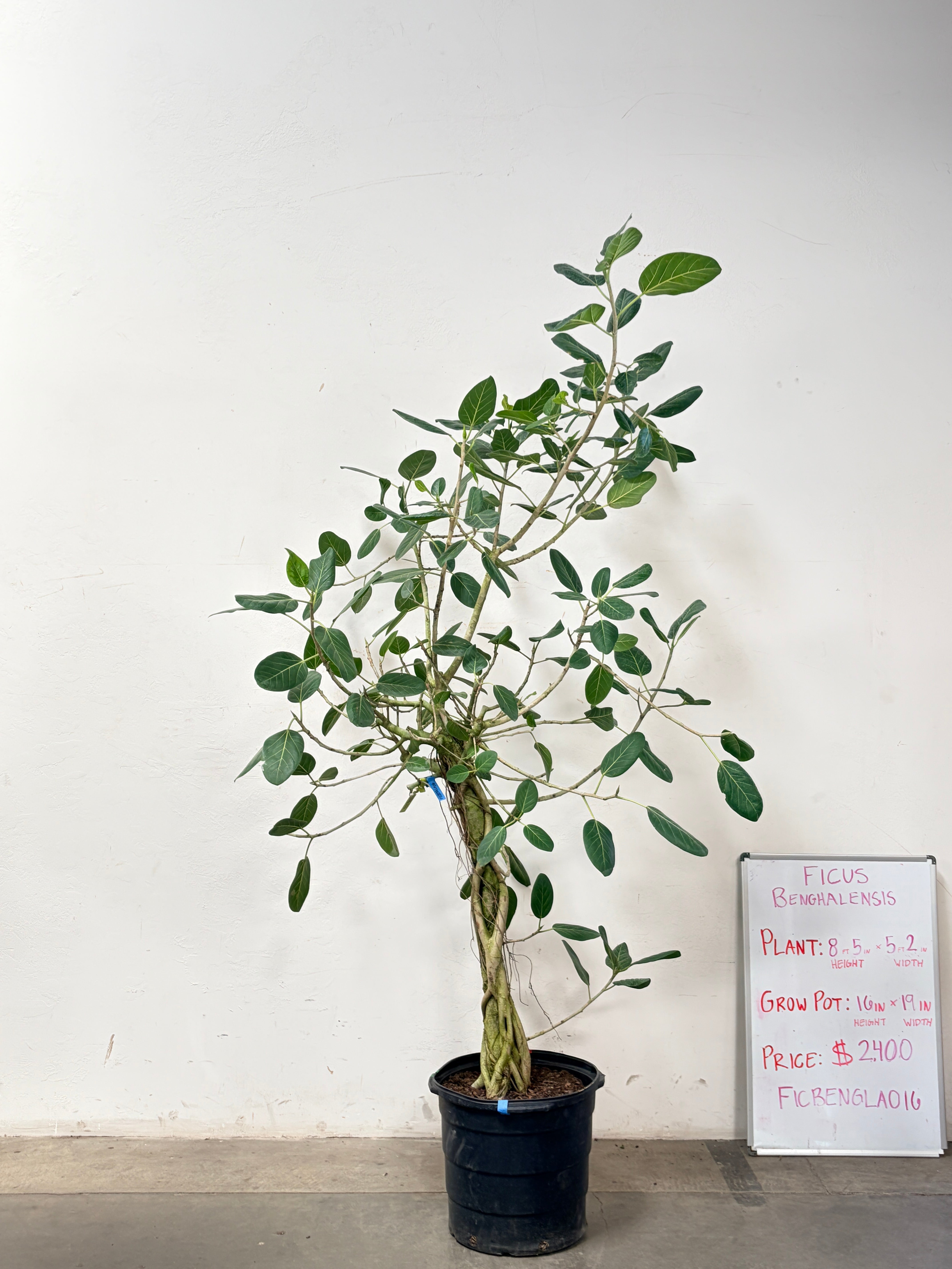 Ficus Benghalensis FICBENGLA016
