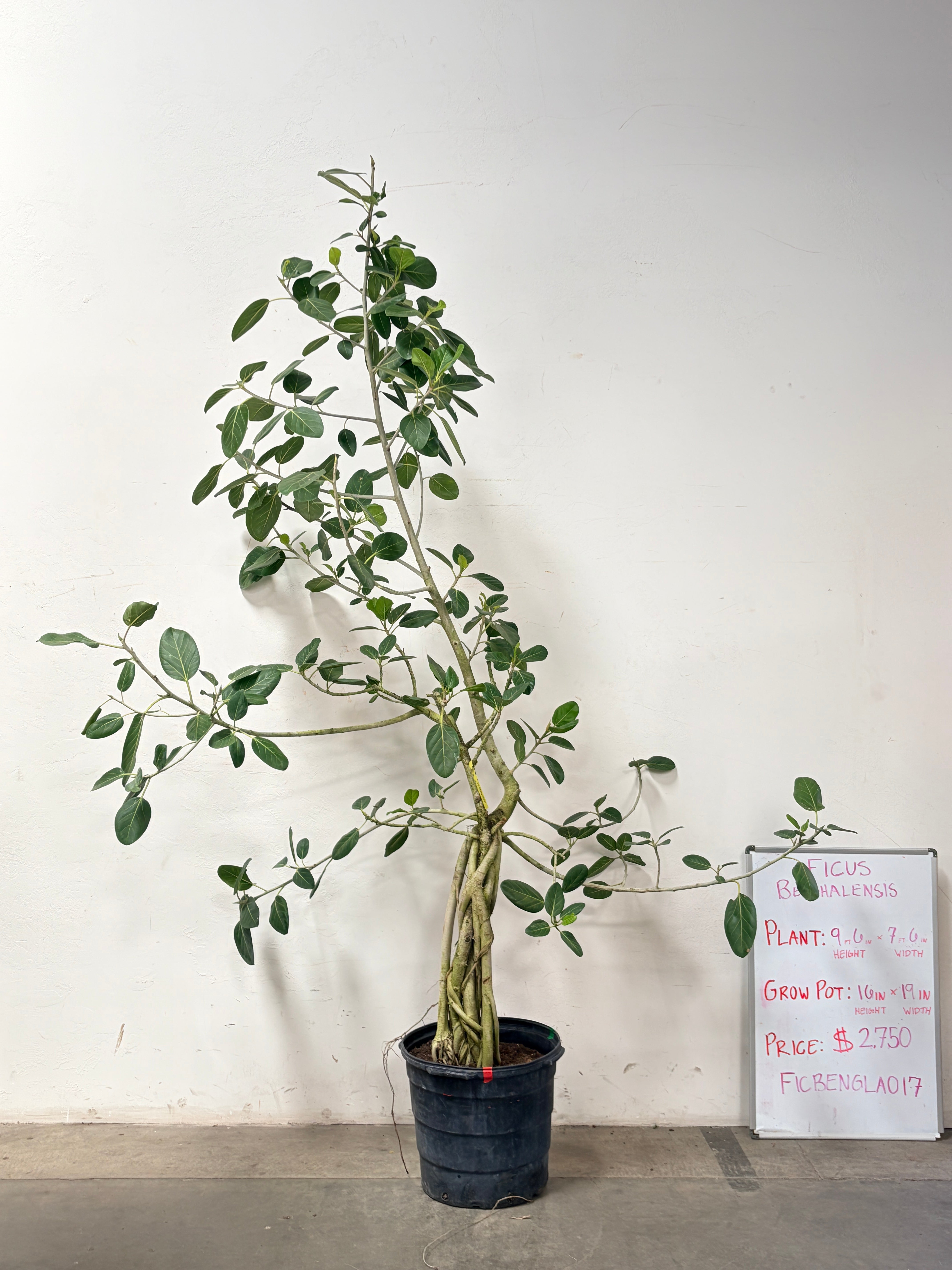 Ficus Benghalensis FICBENGLA017