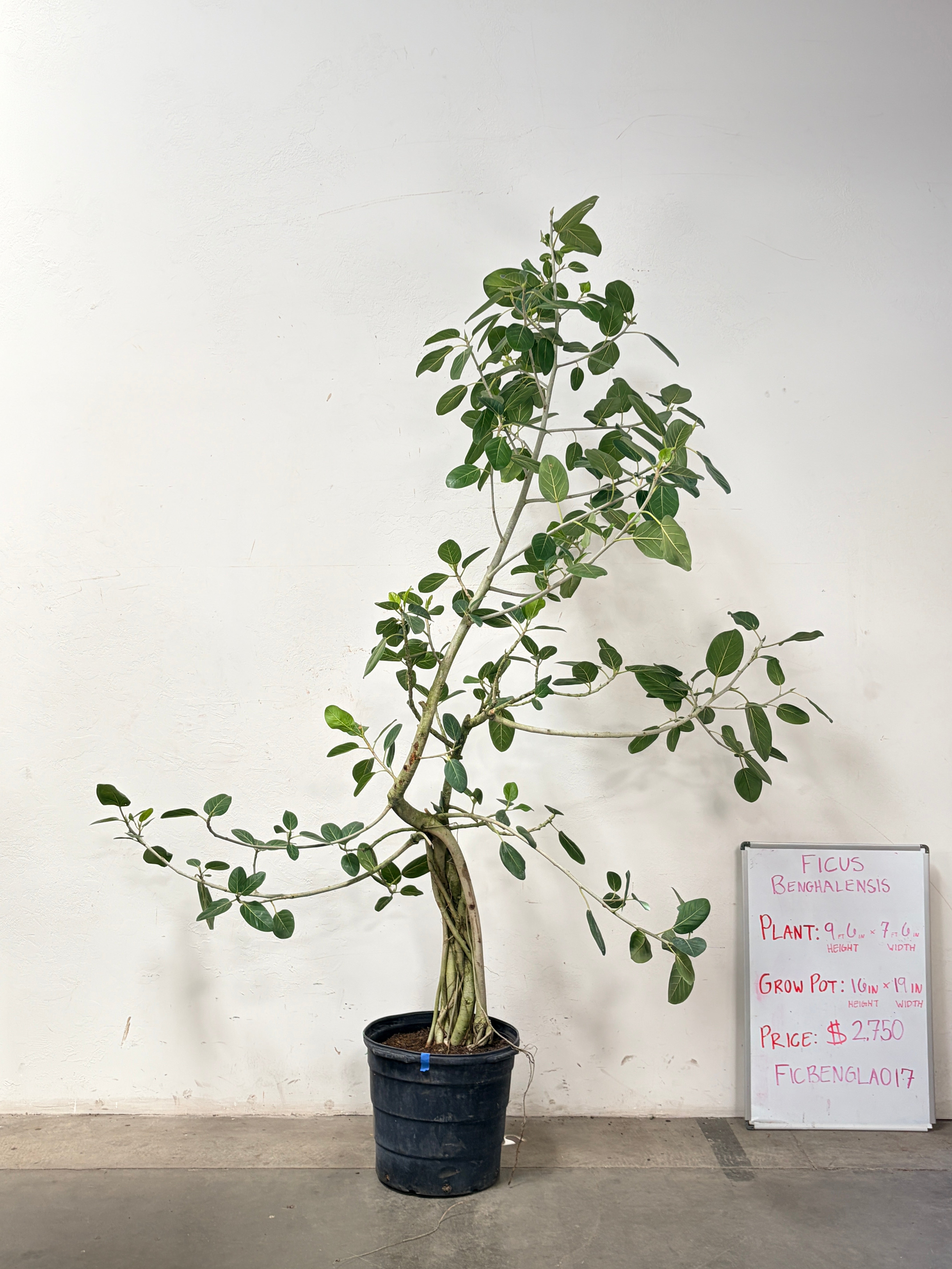Ficus Benghalensis FICBENGLA017