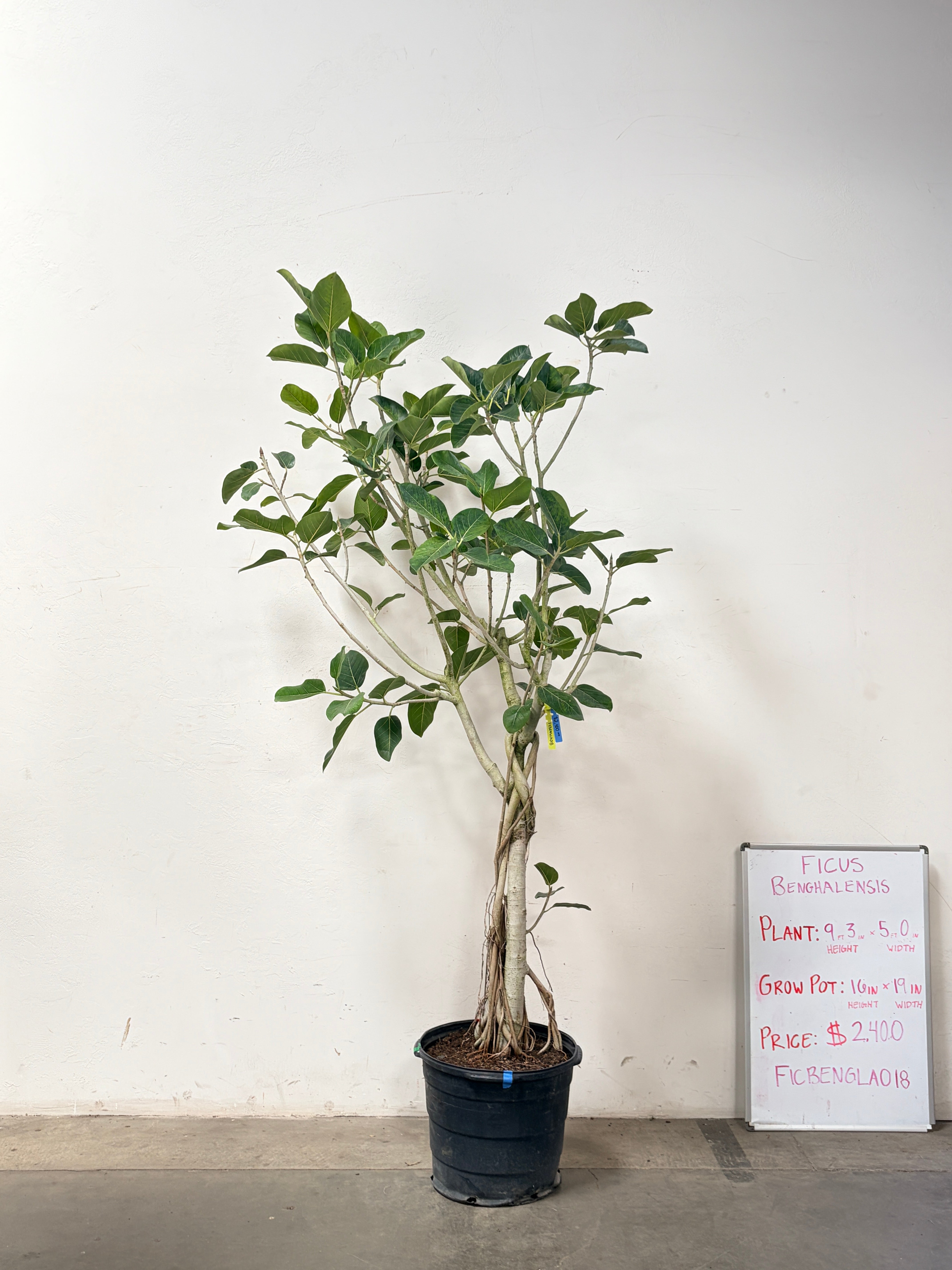 Ficus Benghalensis FICBENGLA018