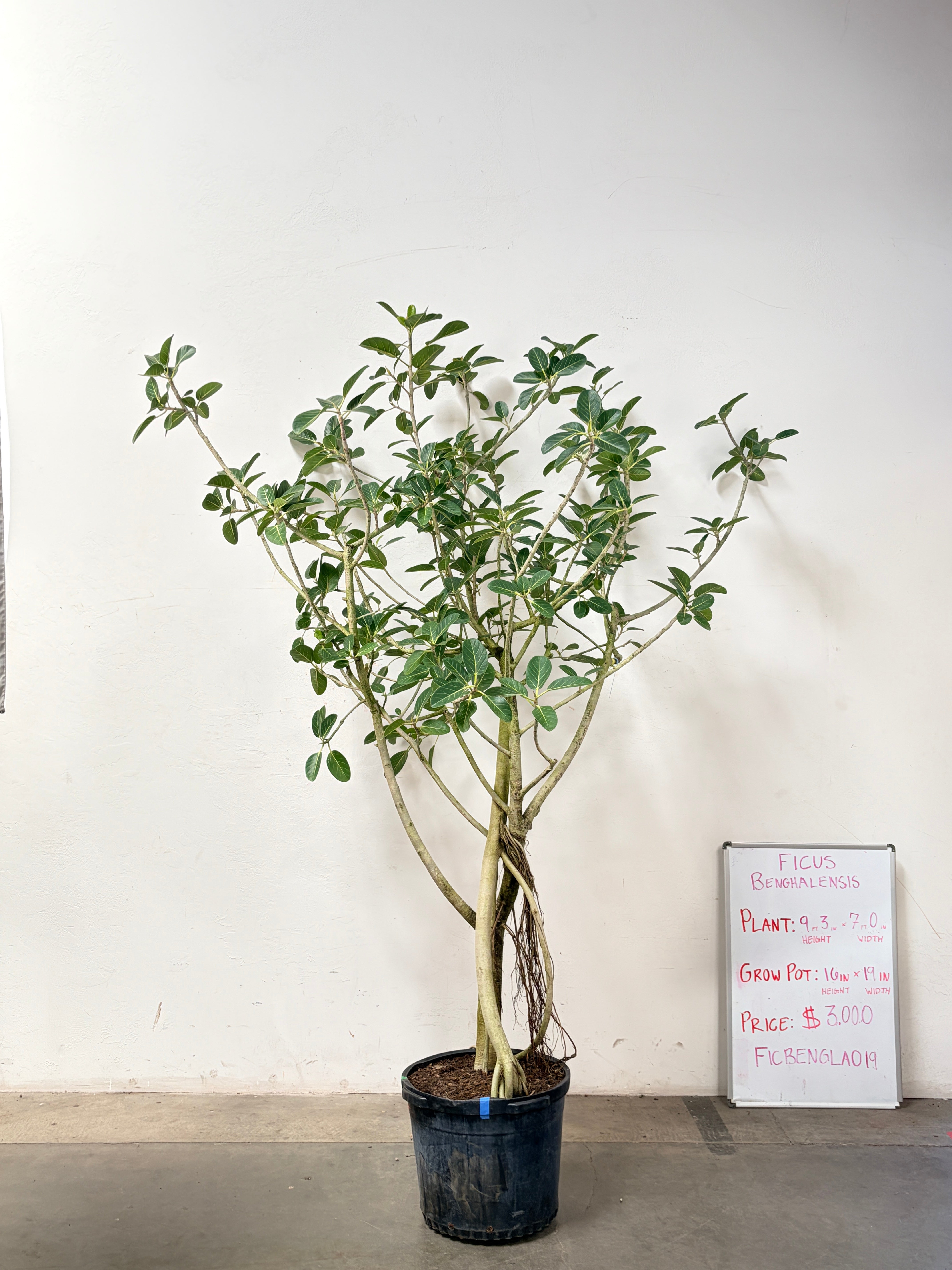 Ficus Benghalensis FICBENGLA019