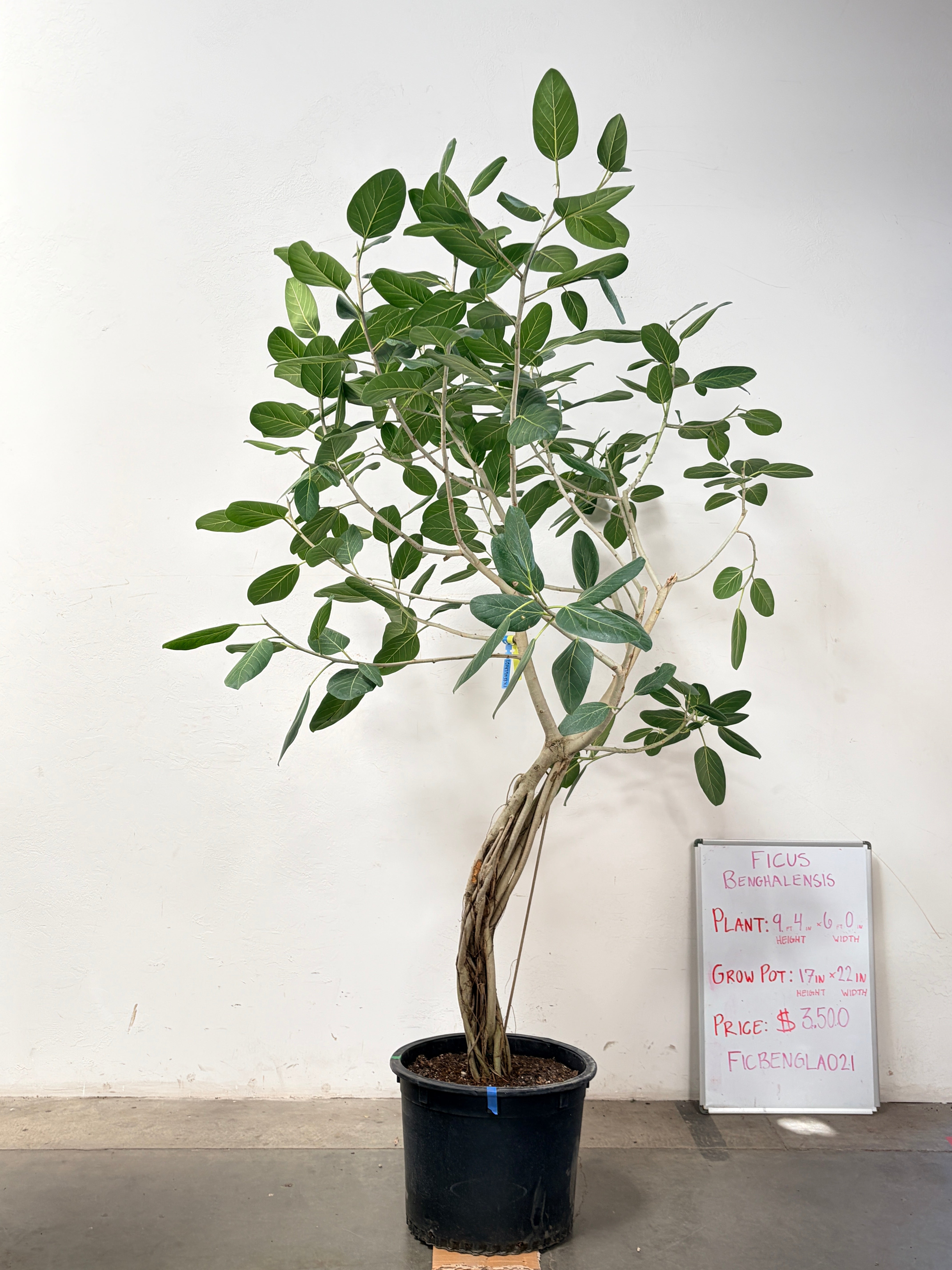 Ficus Benghalensis FICBENGLA021