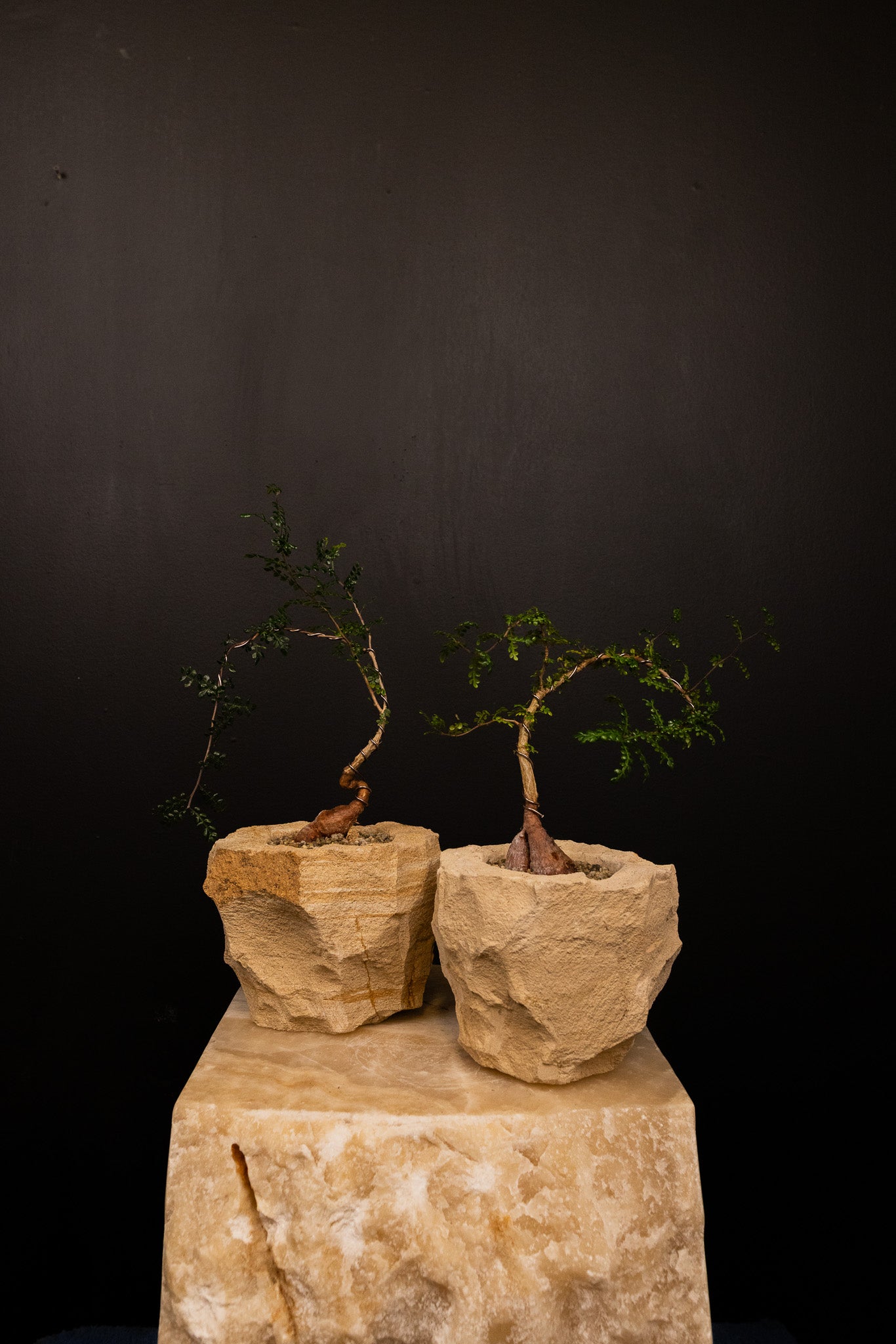 'Baby Daddy' Operculicarya Decaryi