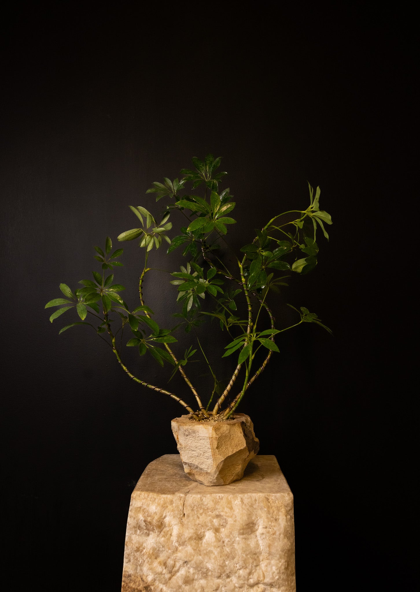 'Baby Daddy' Schefflera arboricola