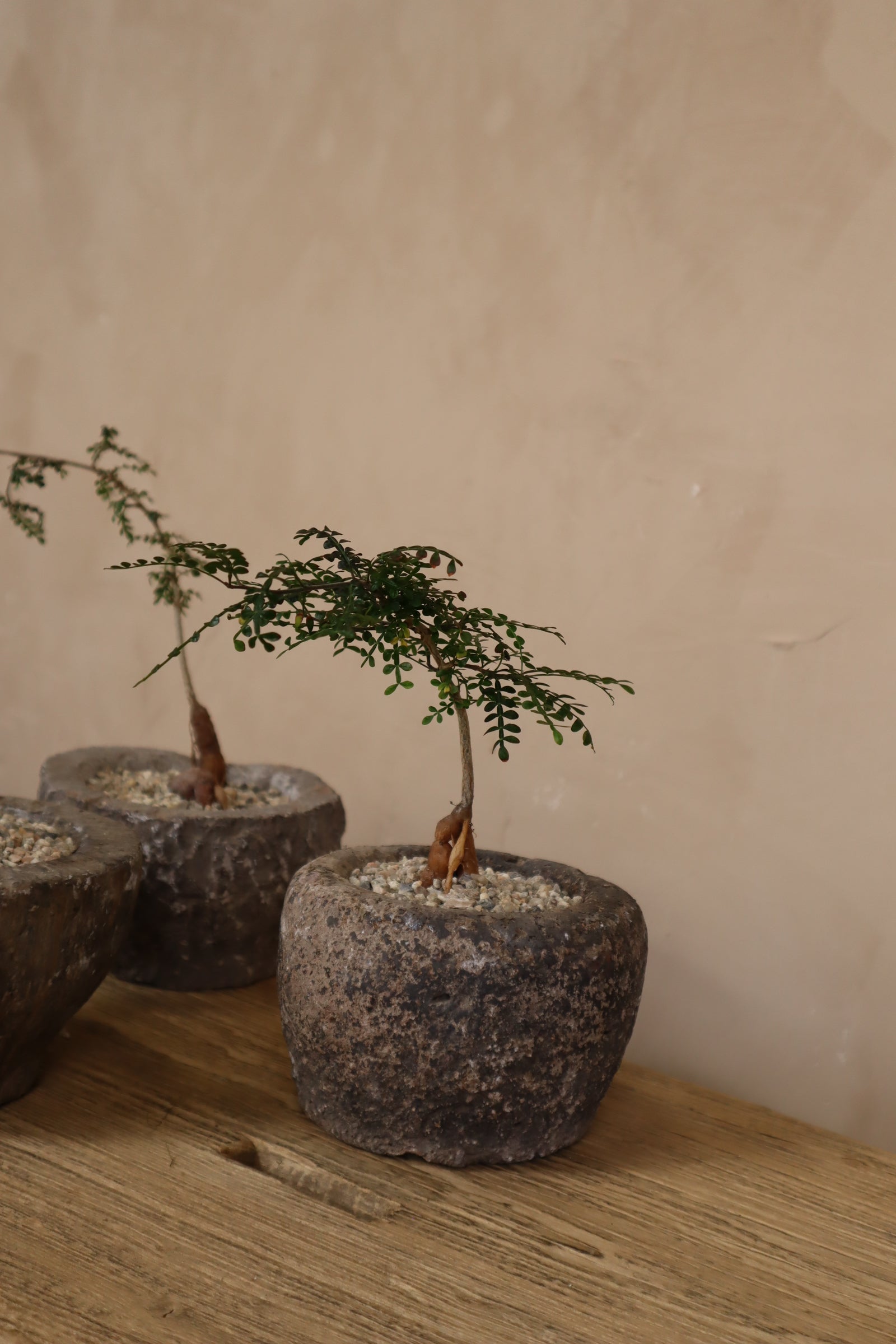 Operculicarya Decaryi in Antique Stone Garlic Mortar