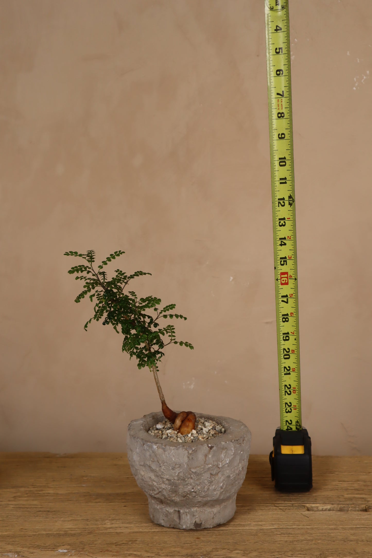 Operculicarya Decaryi in Antique Stone Garlic Mortar