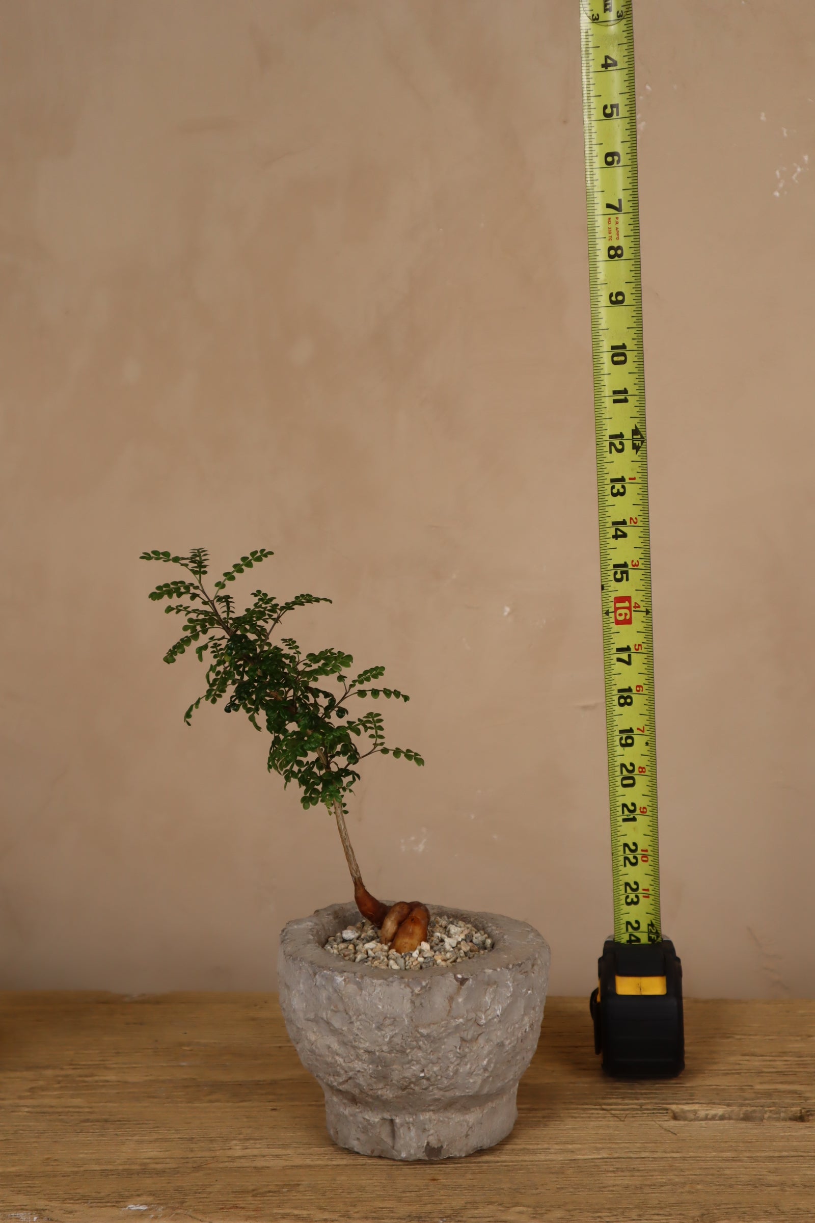 Operculicarya Decaryi in Antique Stone Garlic Mortar