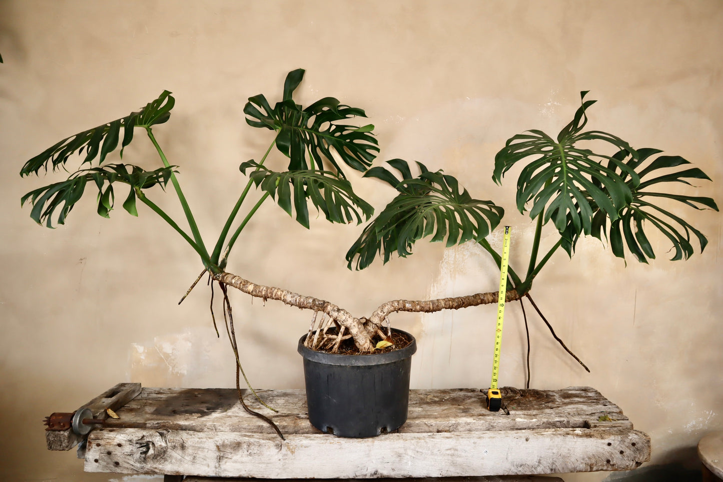 Monstera Deliciosa Specimen PLANT ONLY. "In store pickup or local delivery ONLY"