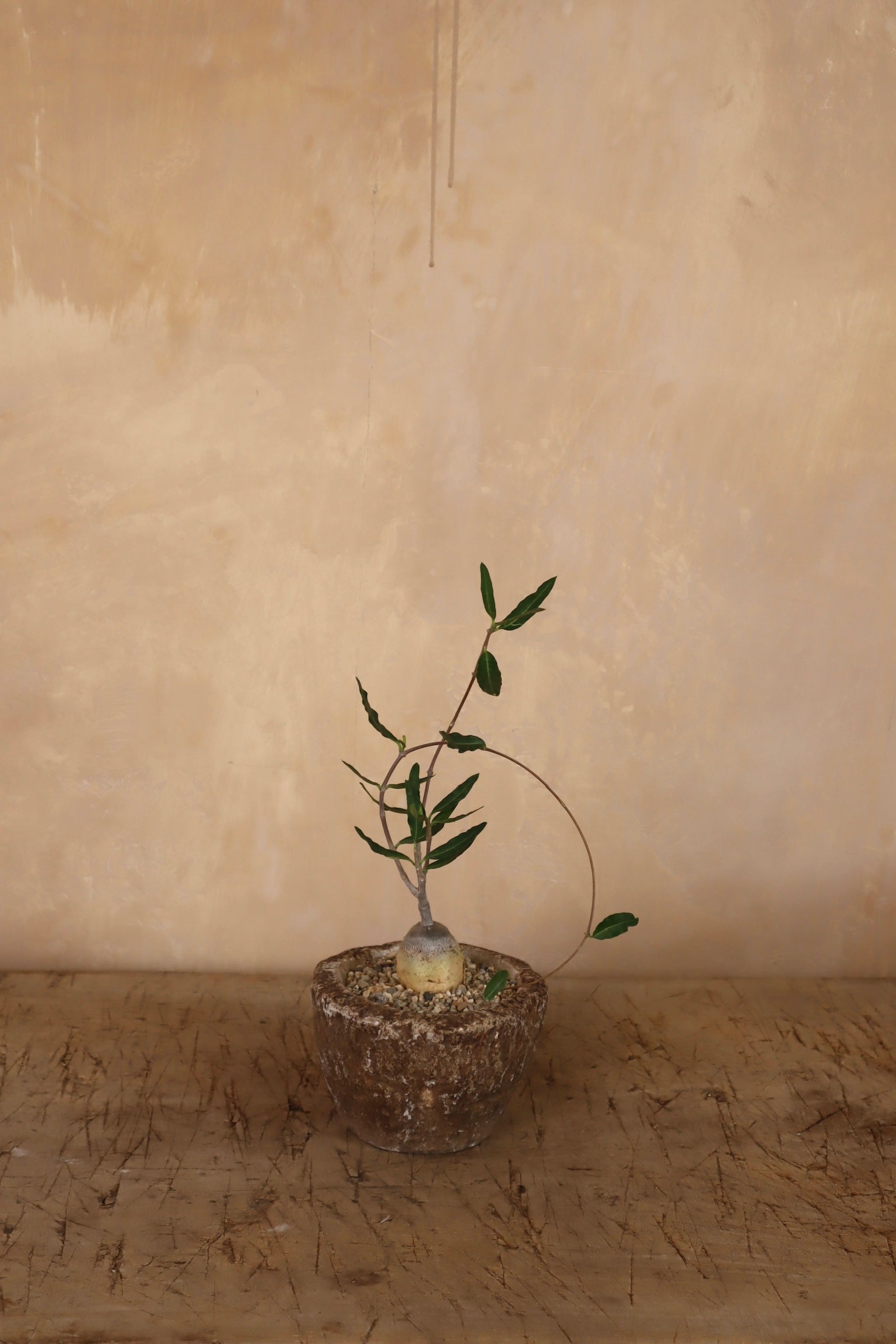 Fockea Crispa in Antique Stone Garlic Mortar