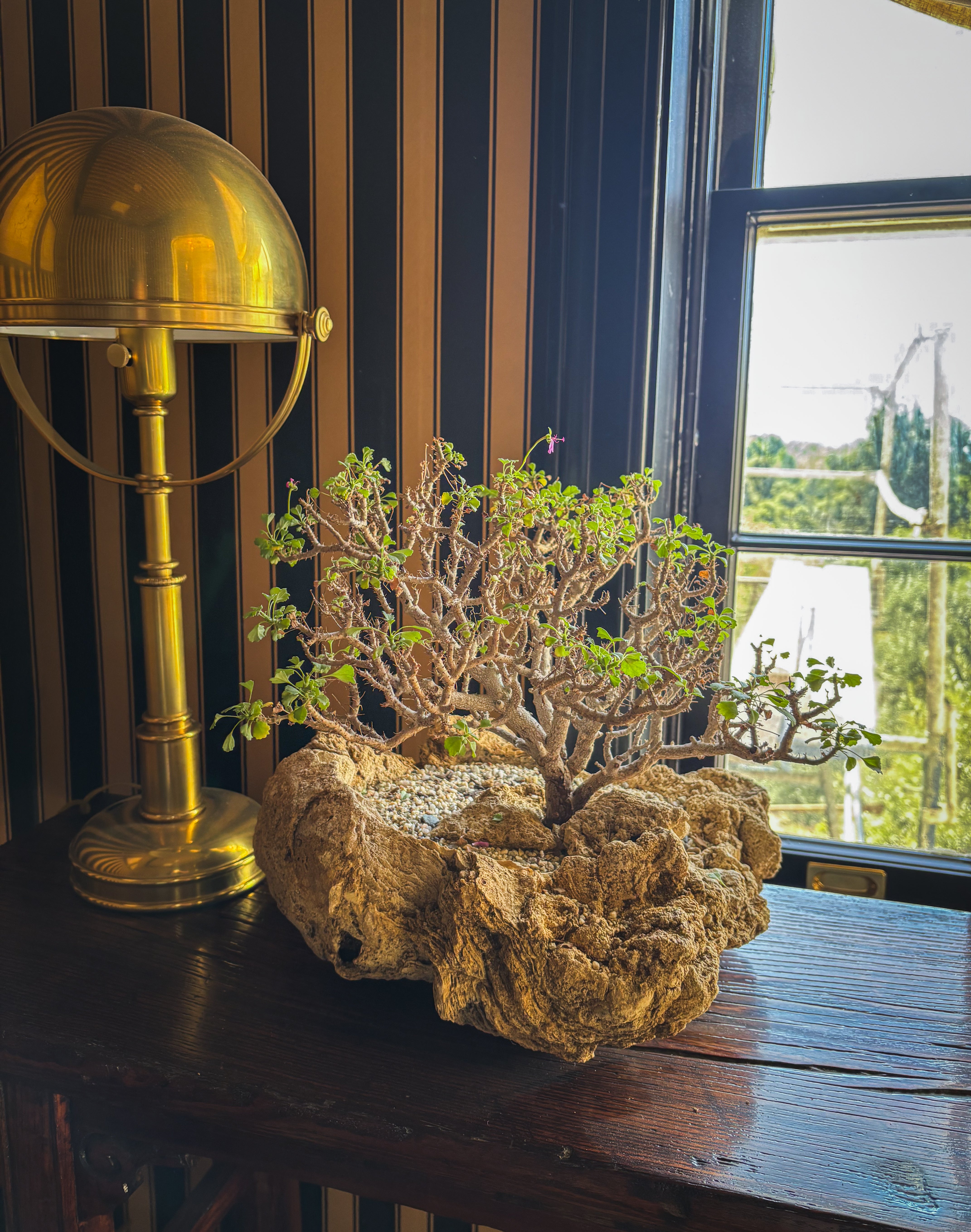 Euphorbia Bonsai + Eroded Limestone Planter