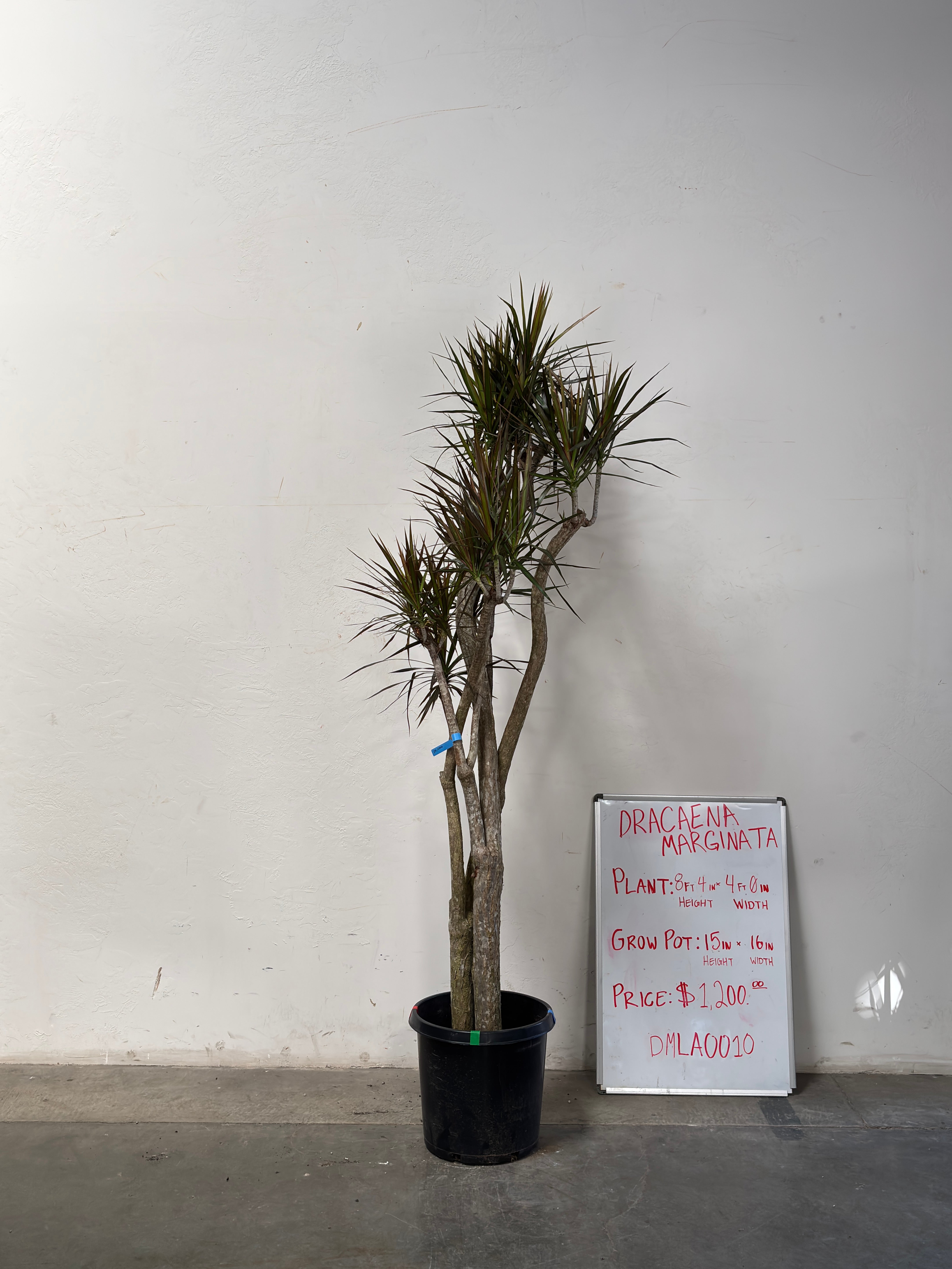 Dracaena Marginata DMLA0010
