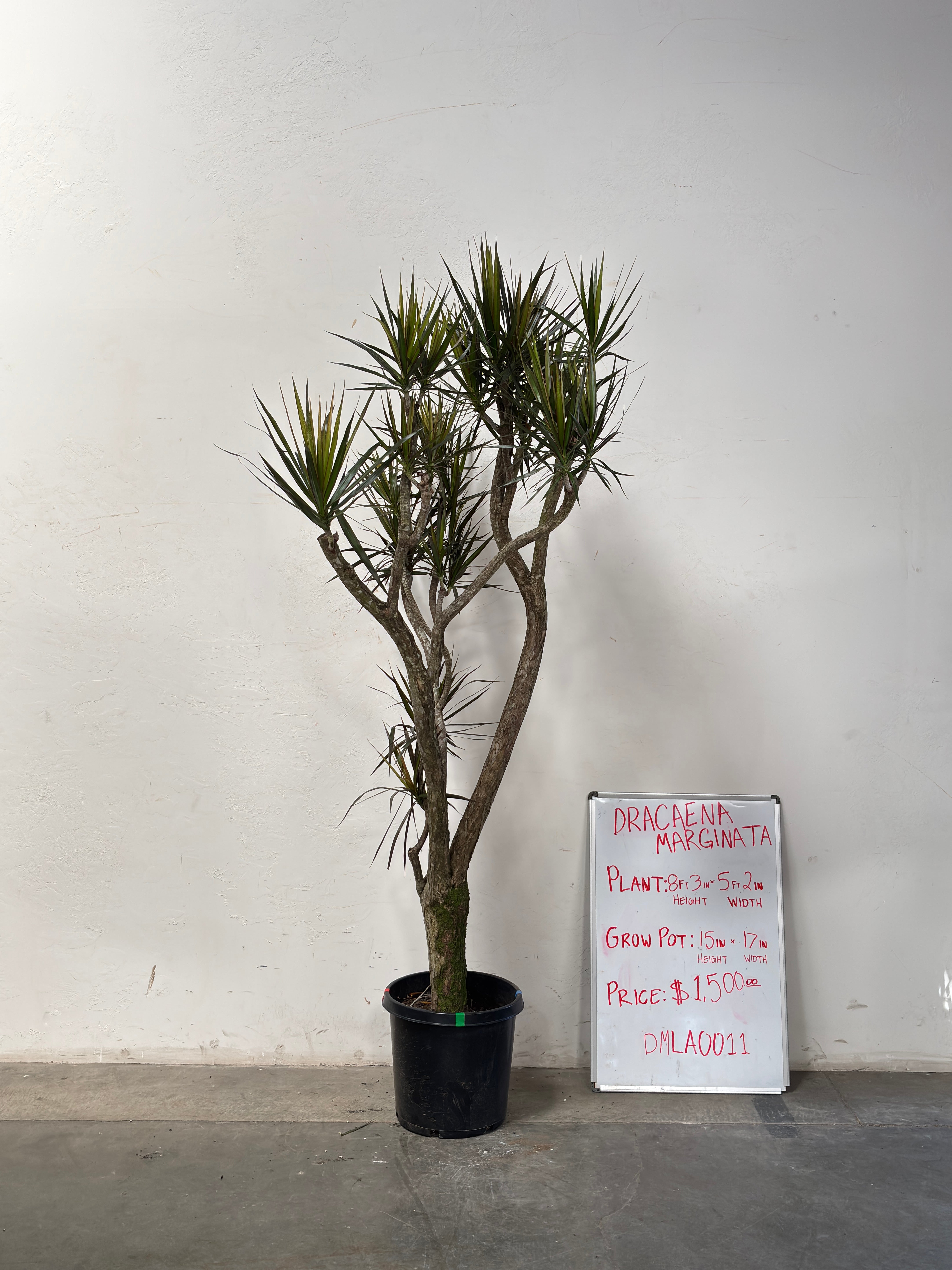 Dracaena Marginata DMLA0011