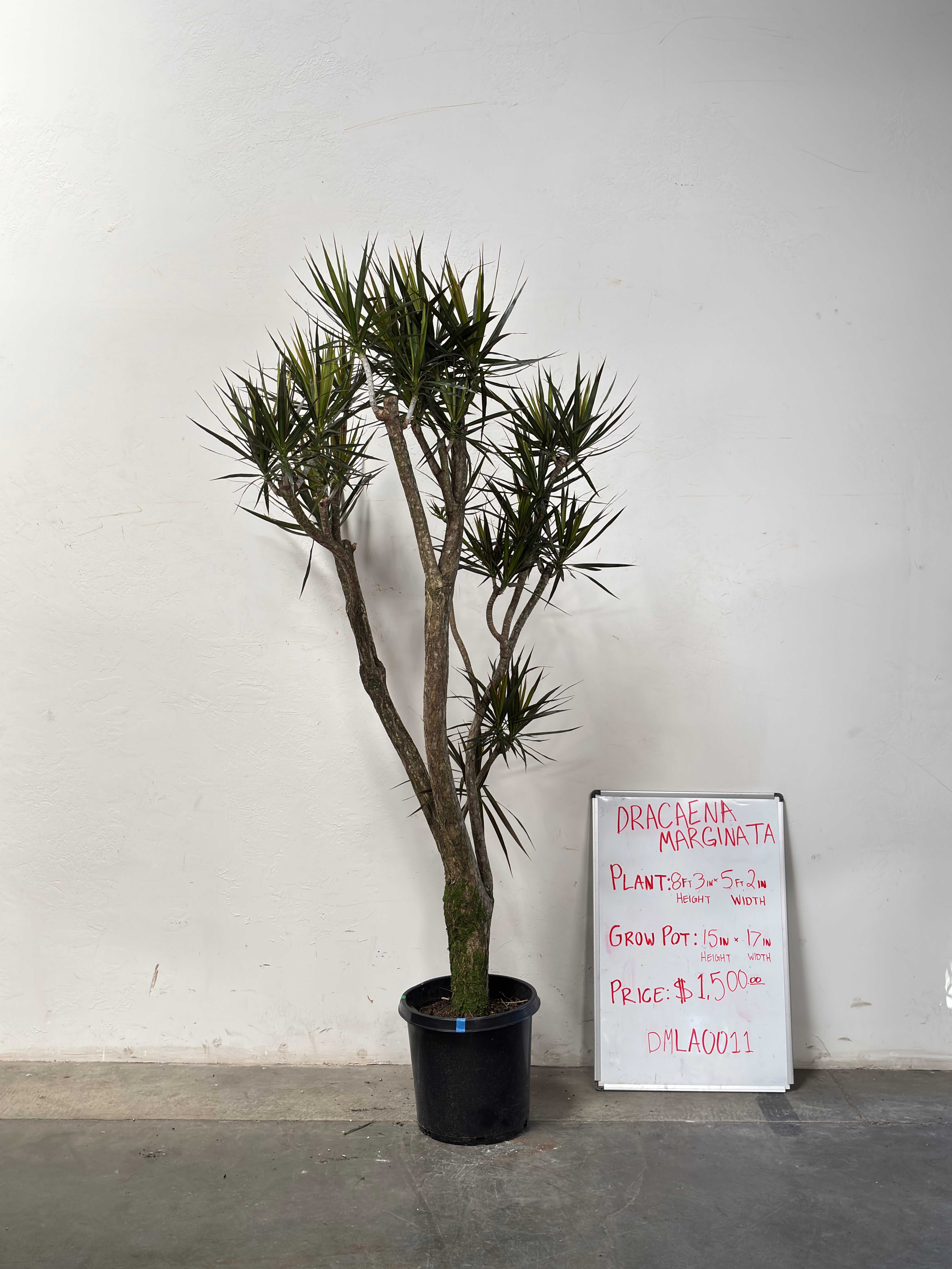 Dracaena Marginata DMLA0011