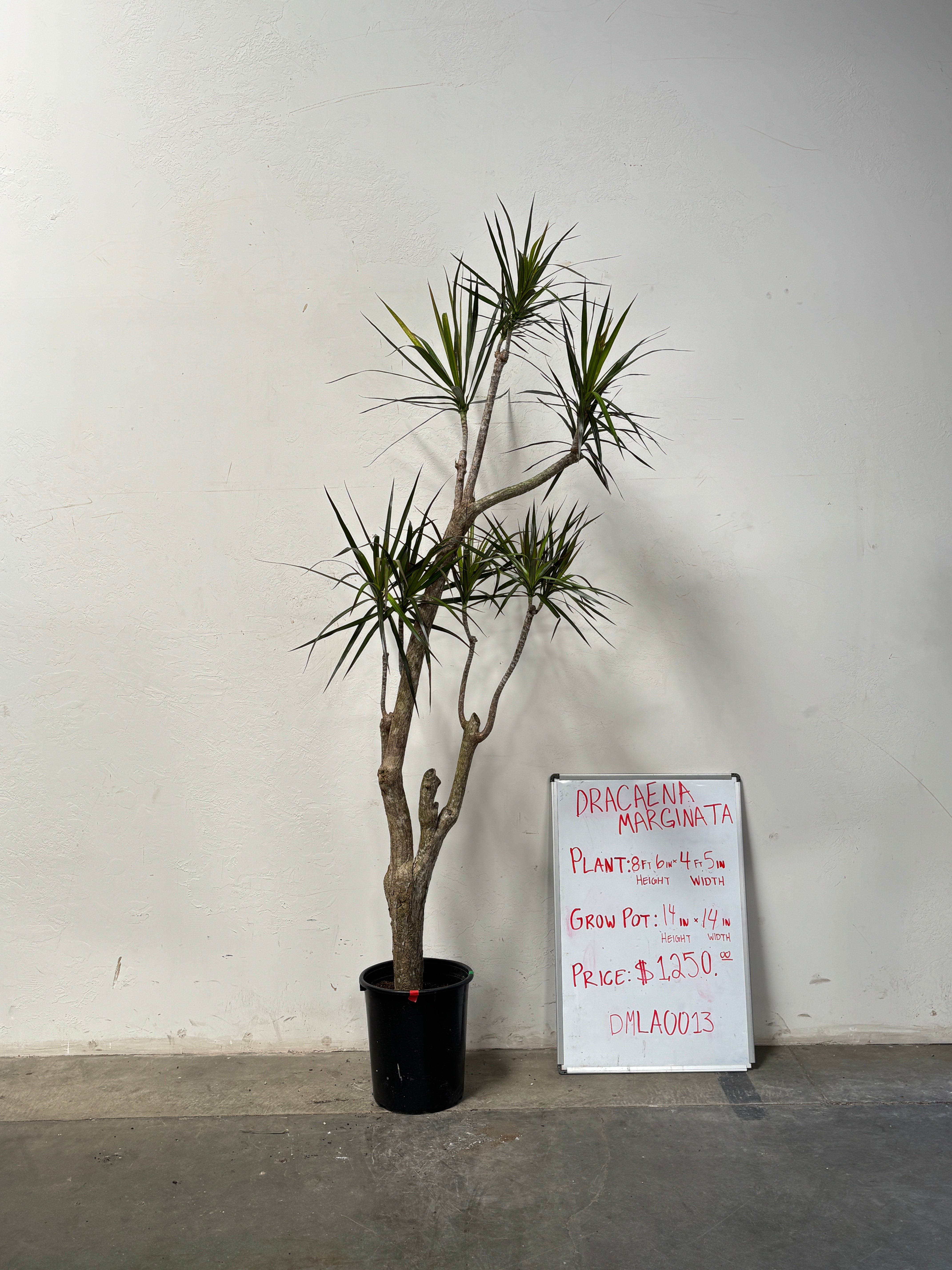 Dracaena Marginata DMLA0013