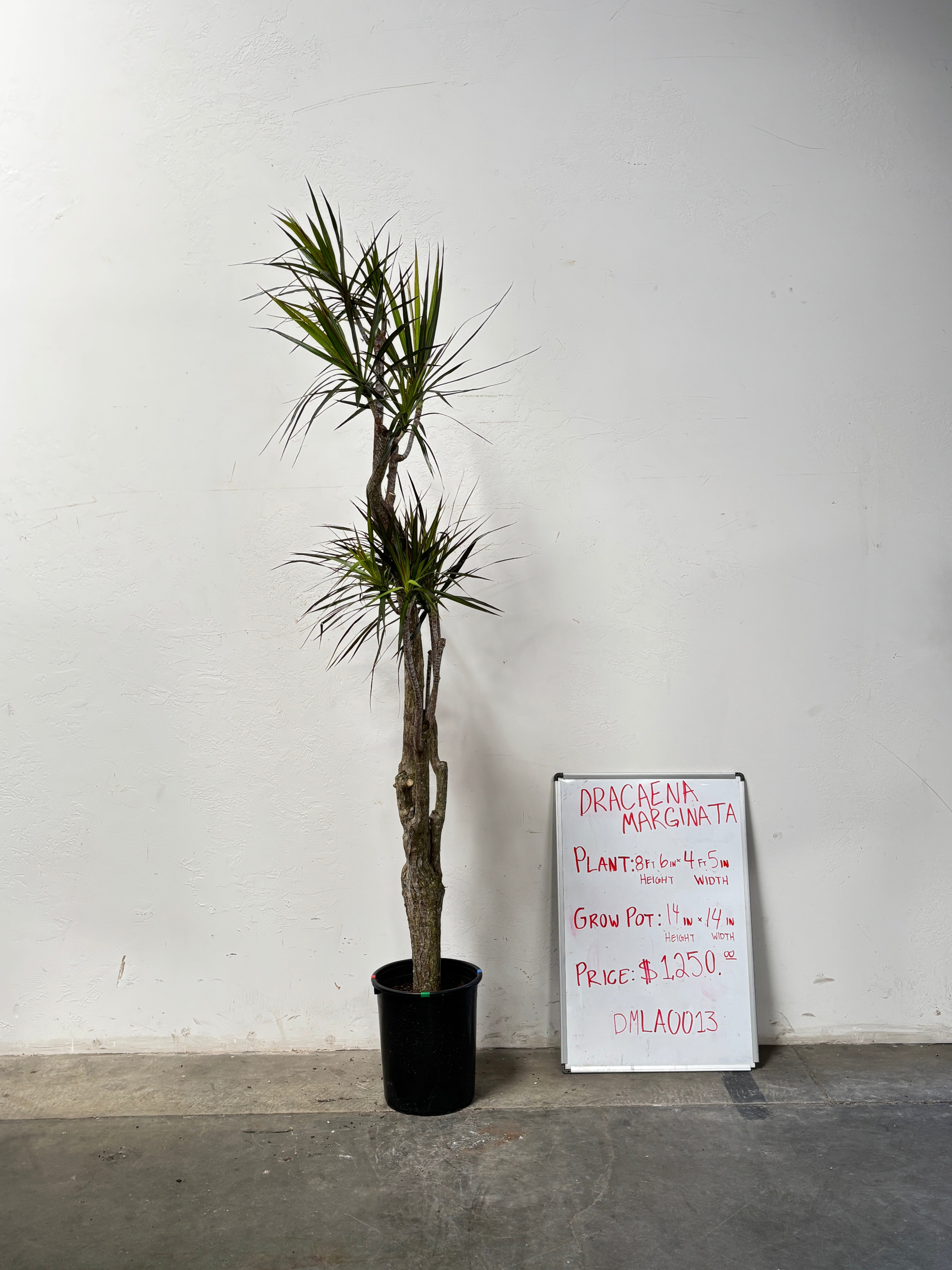 Dracaena Marginata DMLA0013