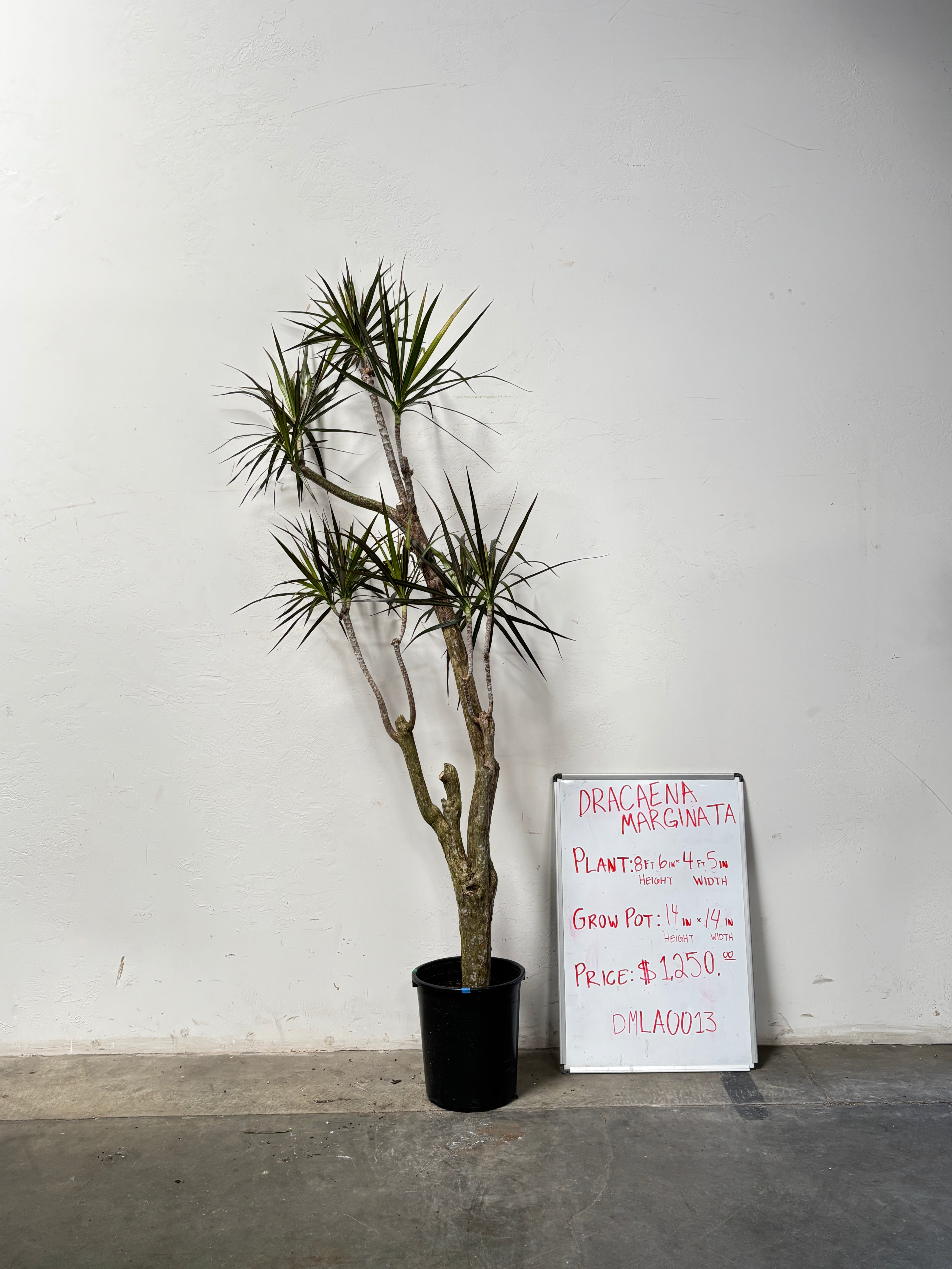 Dracaena Marginata DMLA0013