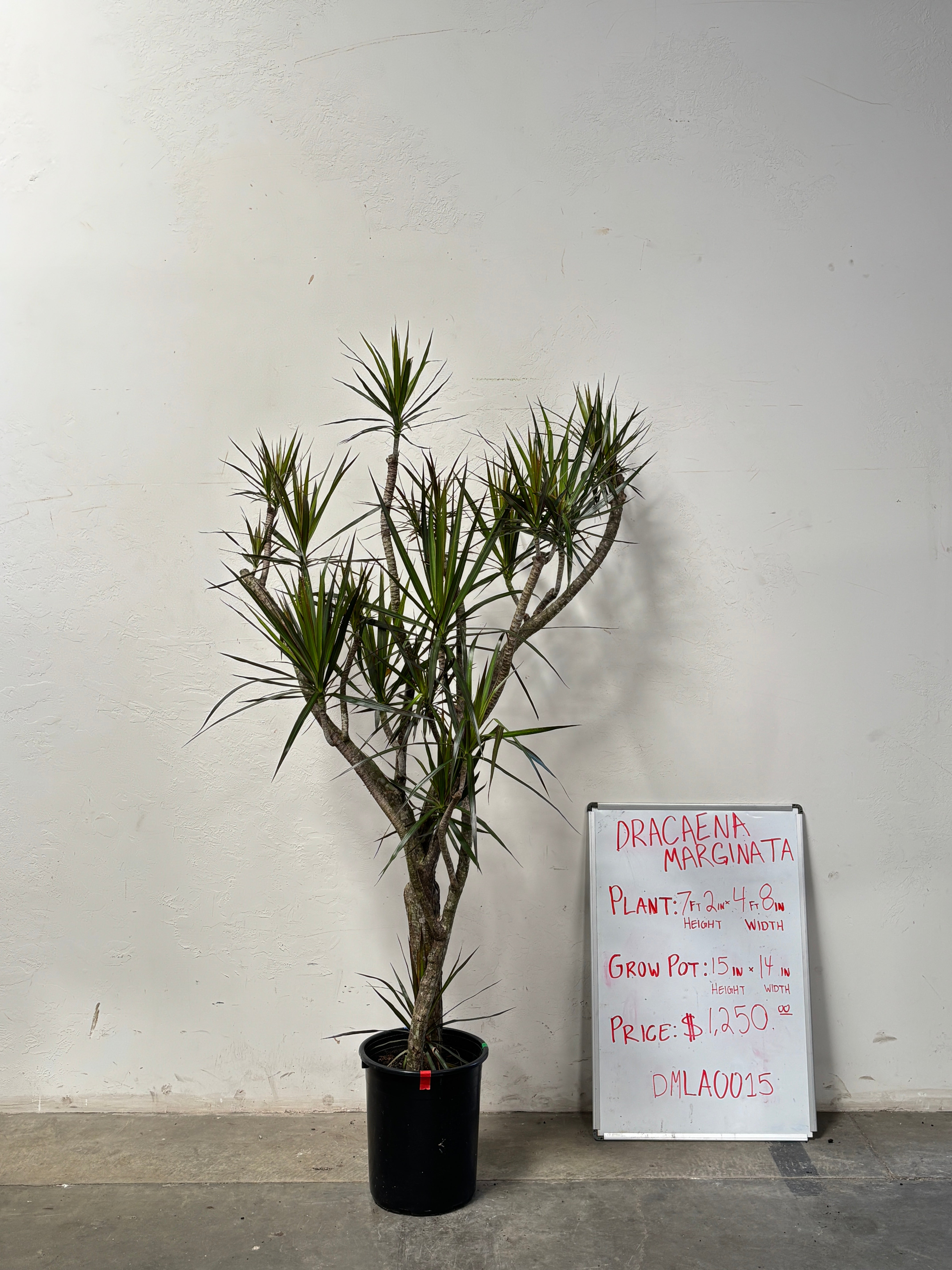 Dracaena Marginata DMLA0015