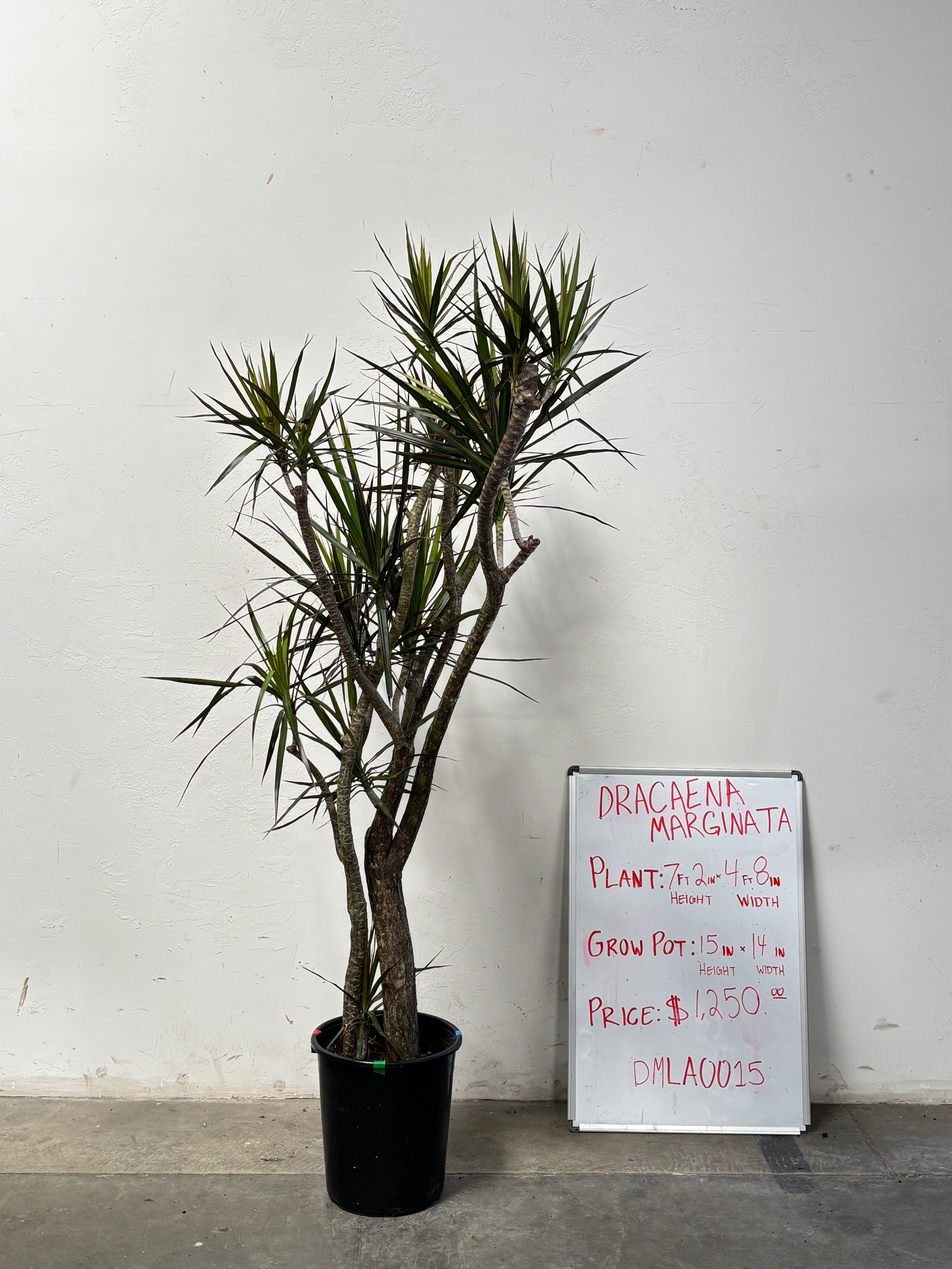Dracaena Marginata DMLA0015