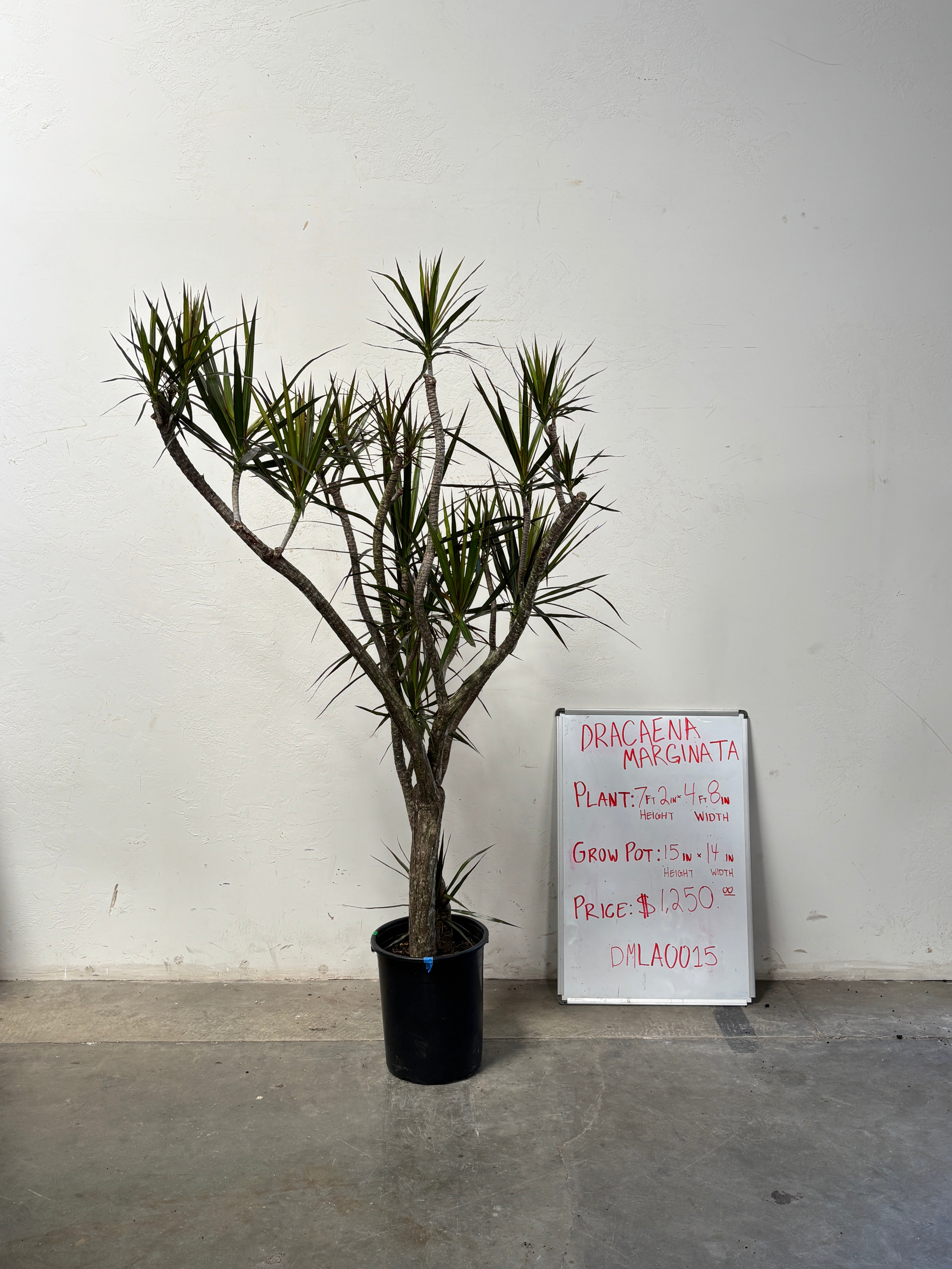 Dracaena Marginata DMLA0015