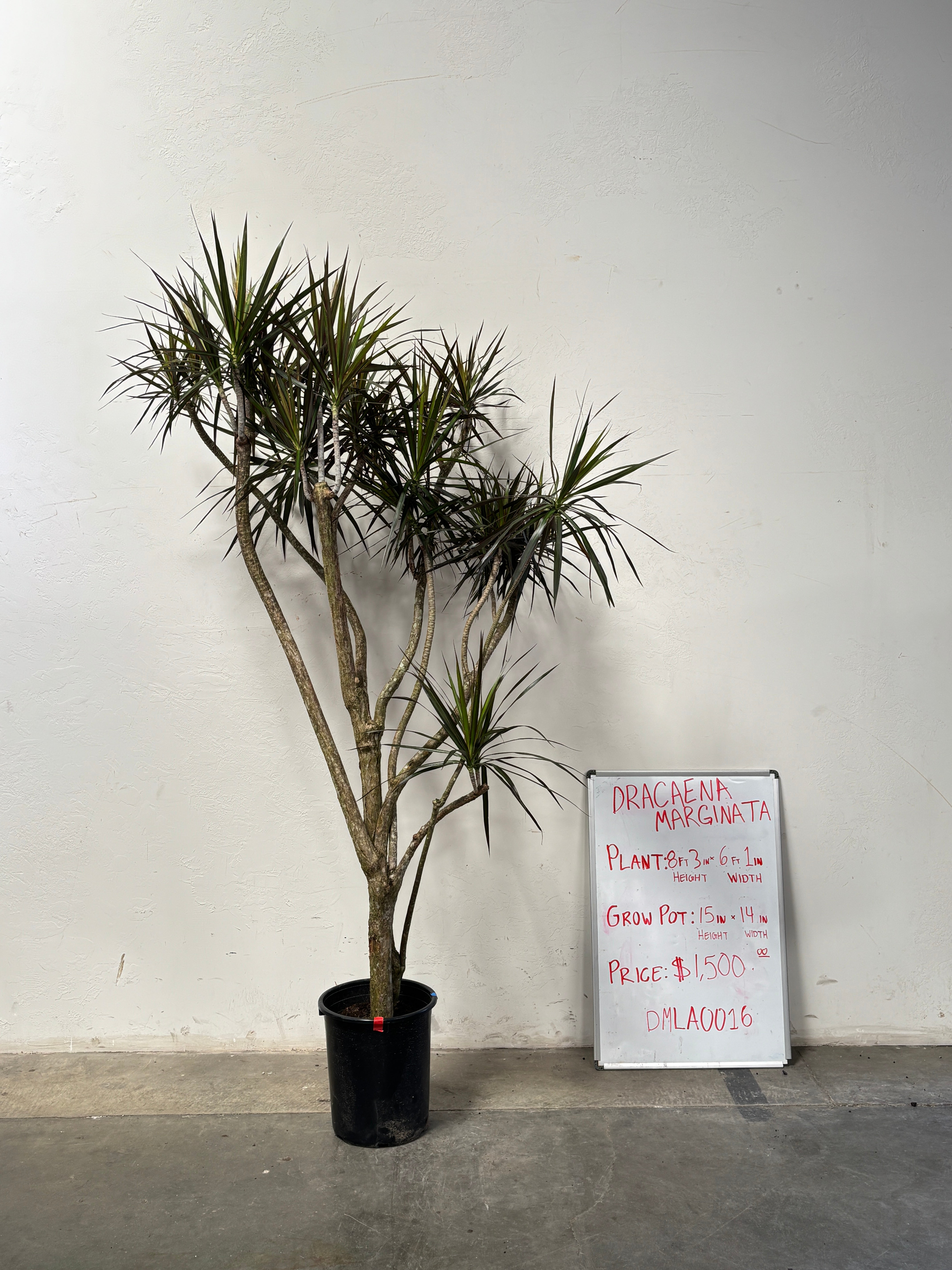 Dracaena Marginata DMLA0016