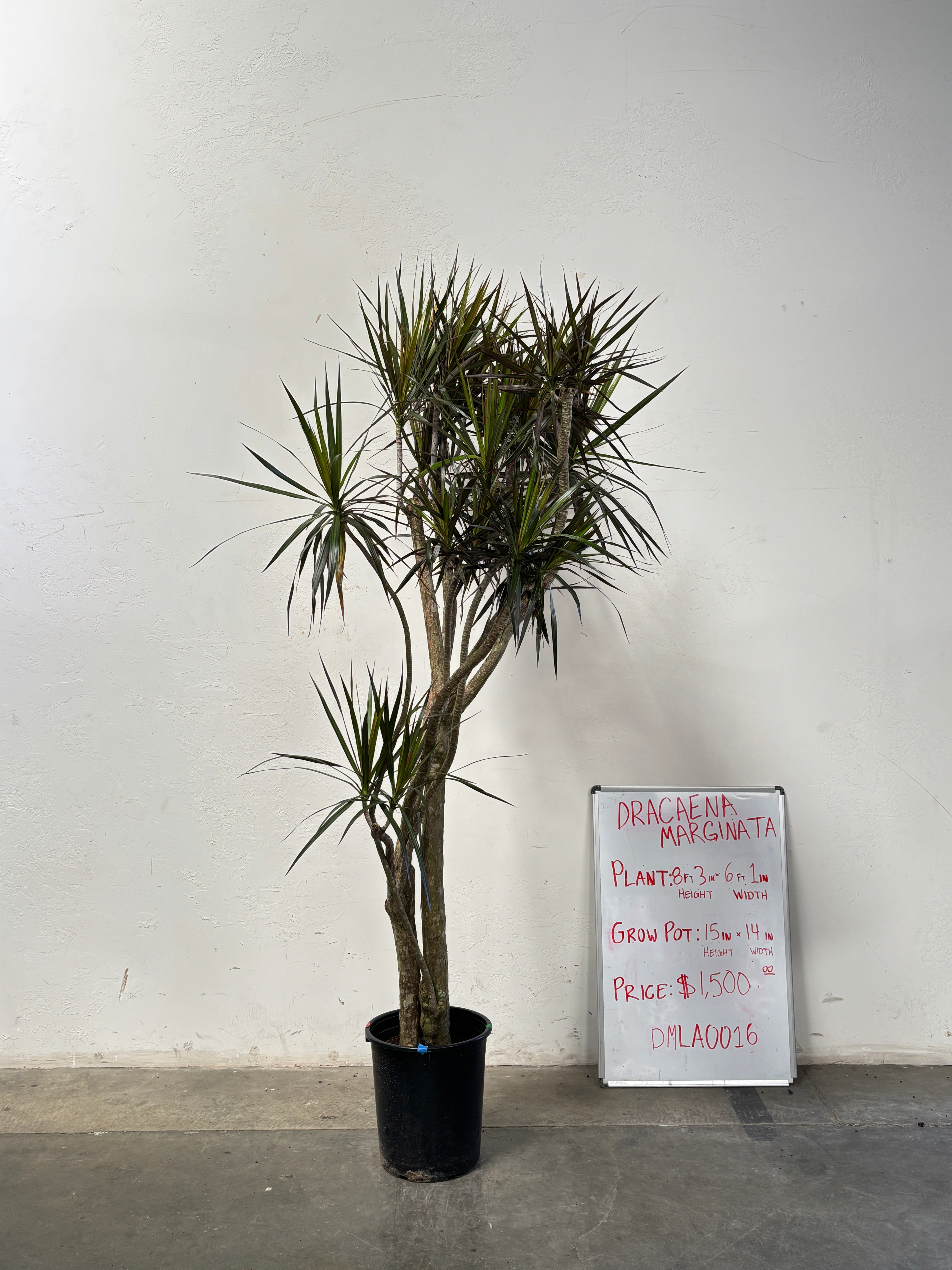 Dracaena Marginata DMLA0016