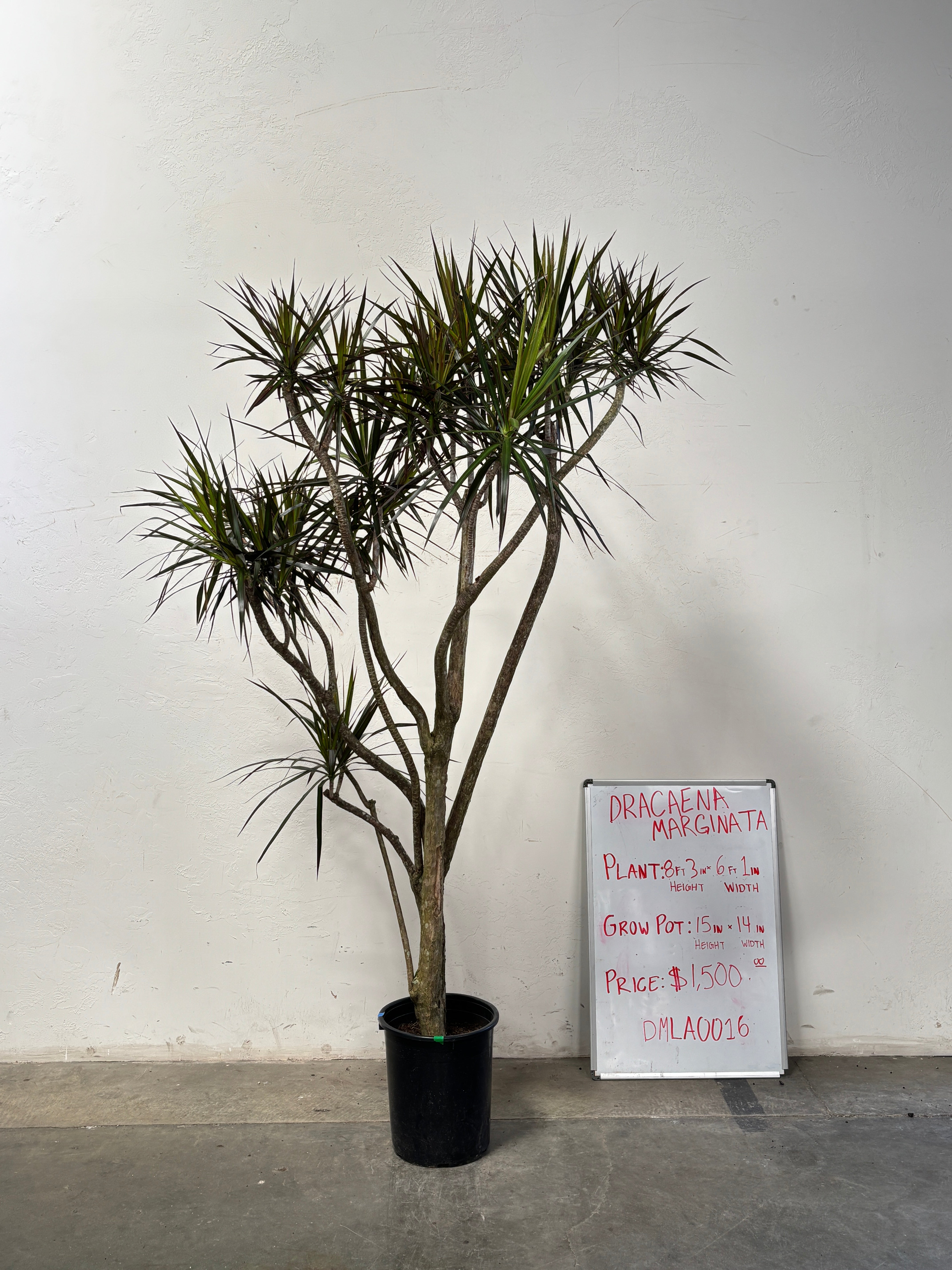 Dracaena Marginata DMLA0016