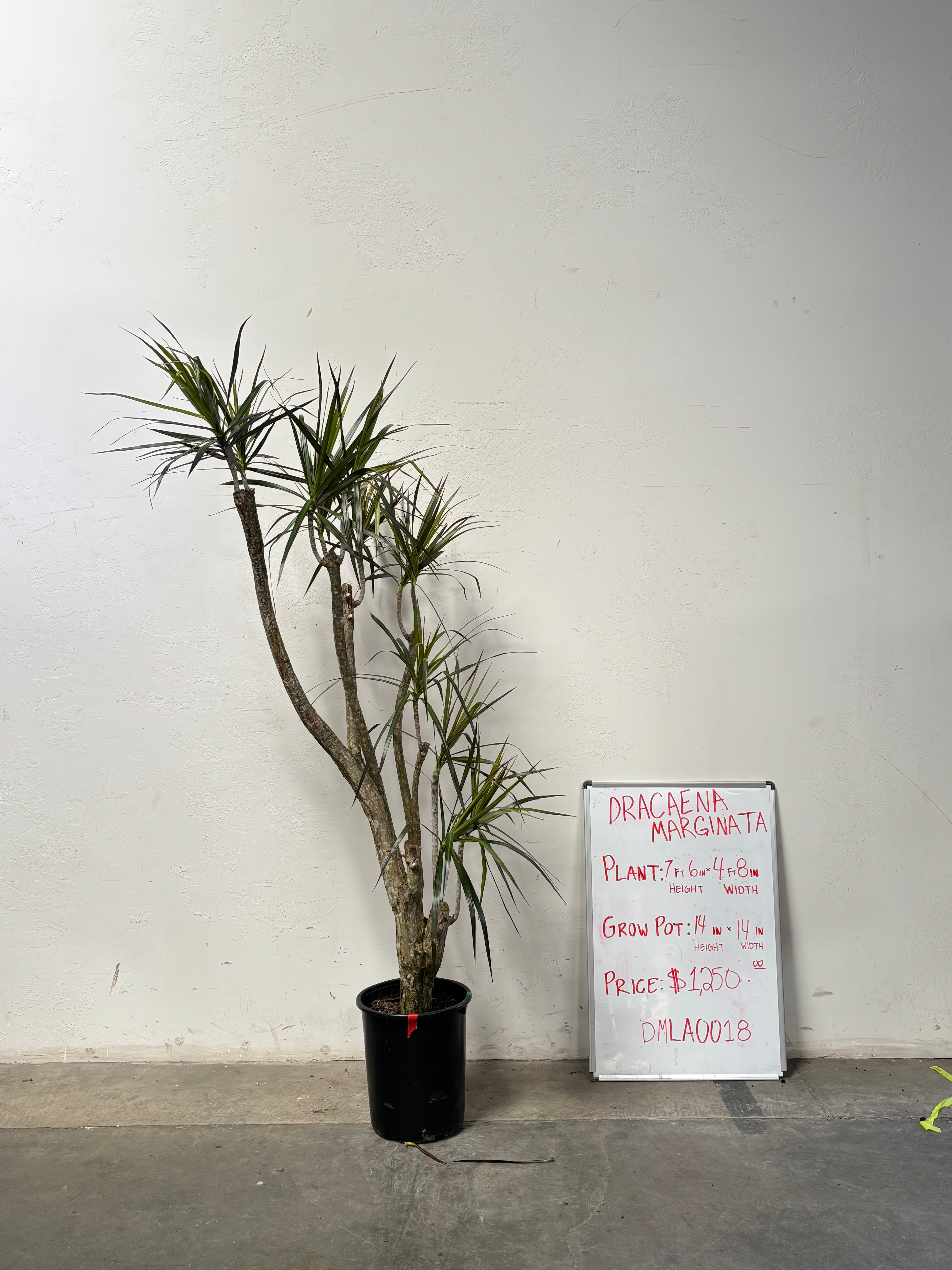 Dracaena Marginata DMLA0018